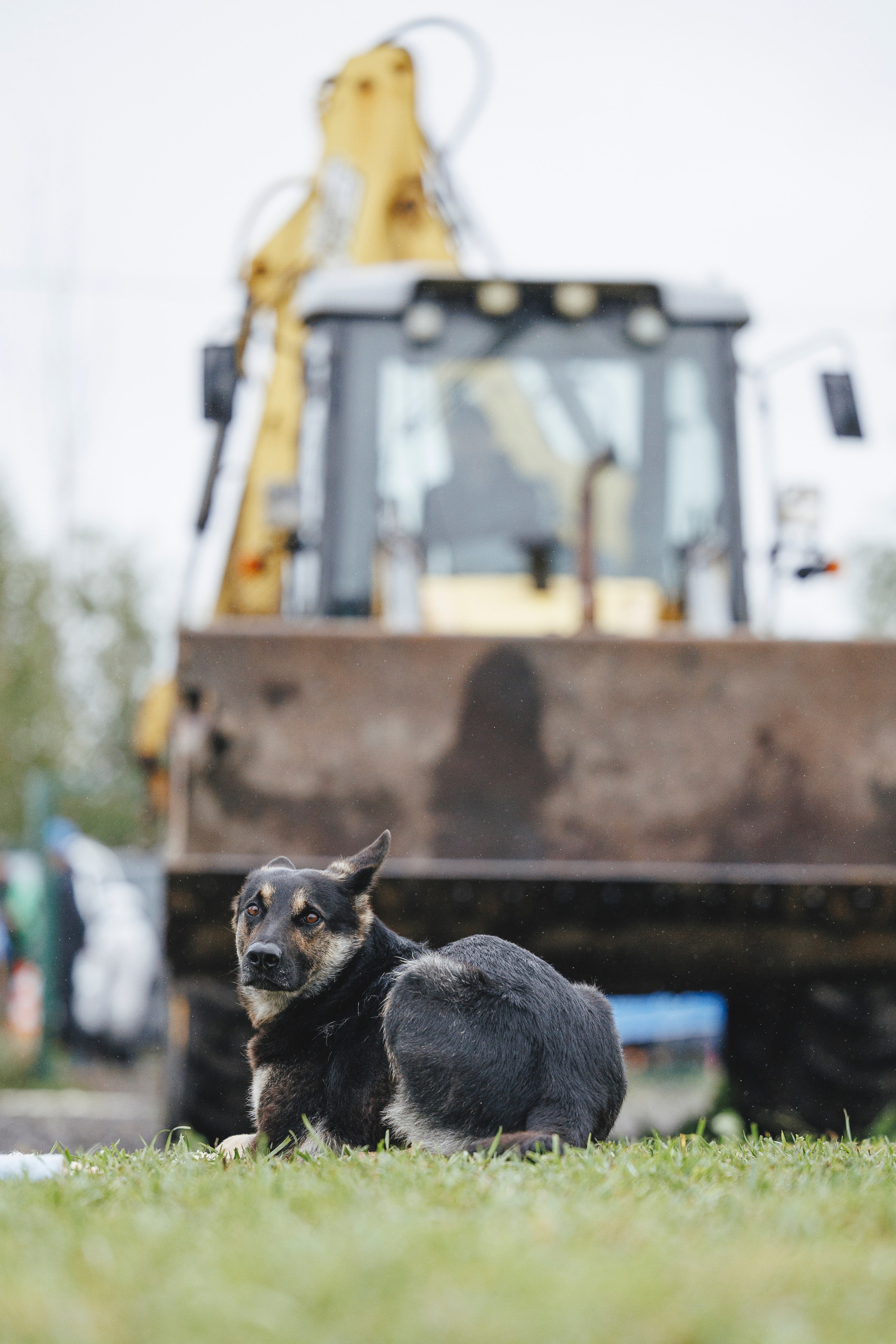 08.08.25-10.08.25 ЧР по мондьорингу г. Вологда. Фотограф-анималист Анна Маринич