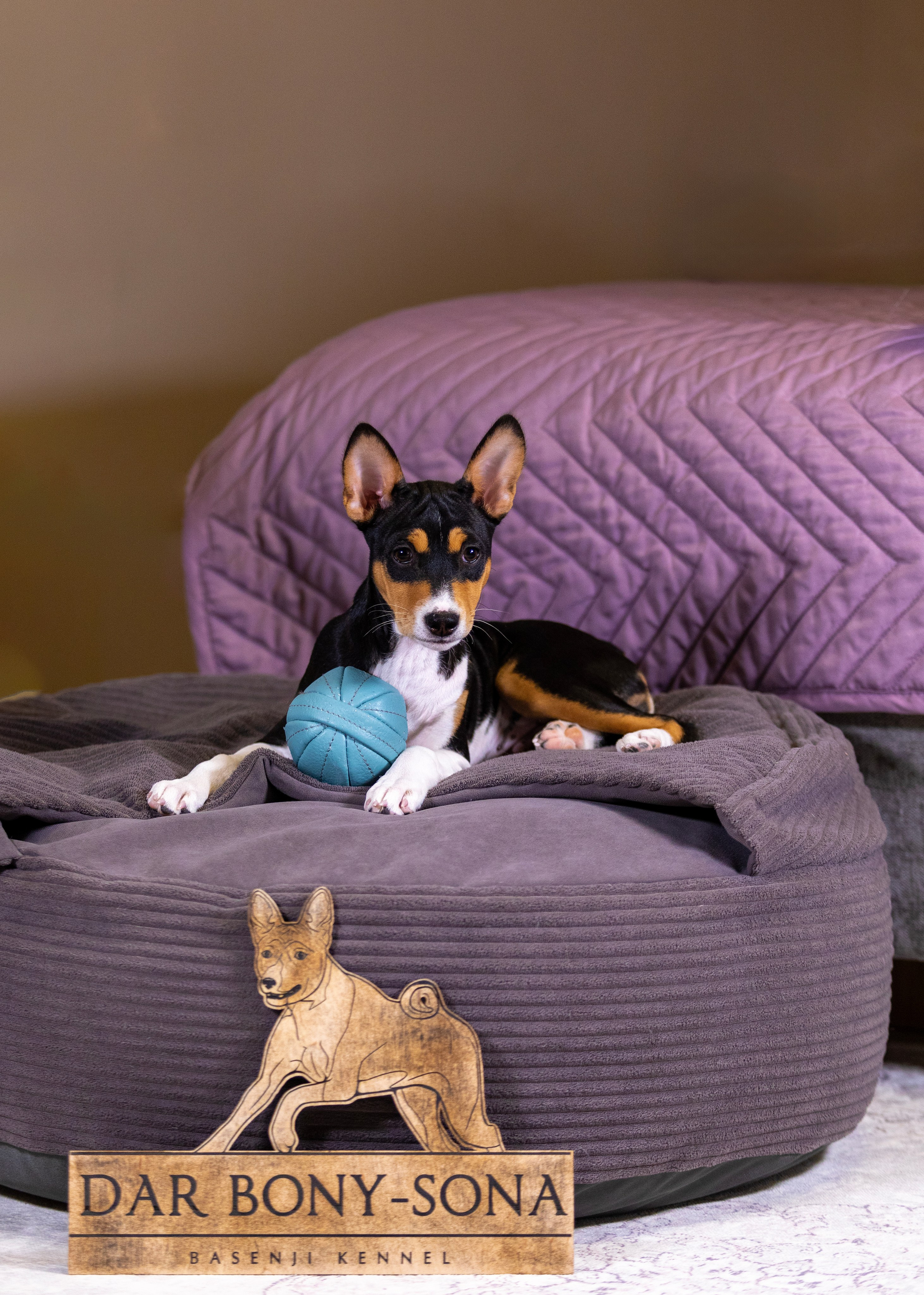 Басенджи. Фотограф — анималист Татьяна Ли