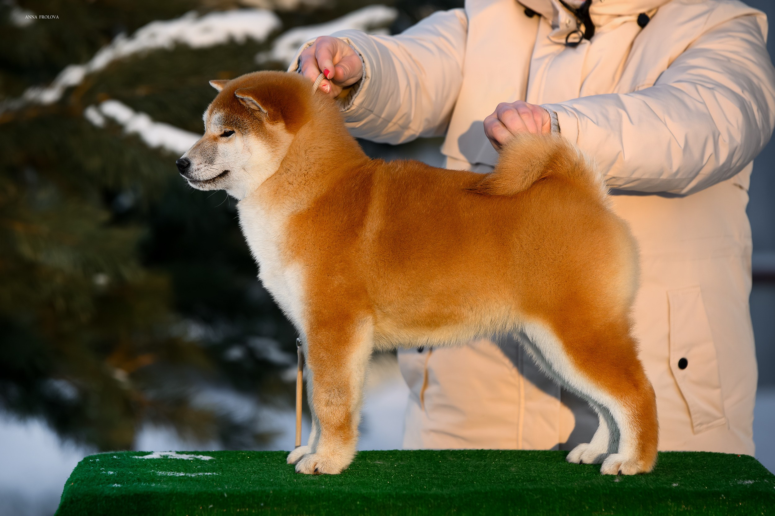 SHIBA. SHIOMARU Shiba and Akita Inu Kennel