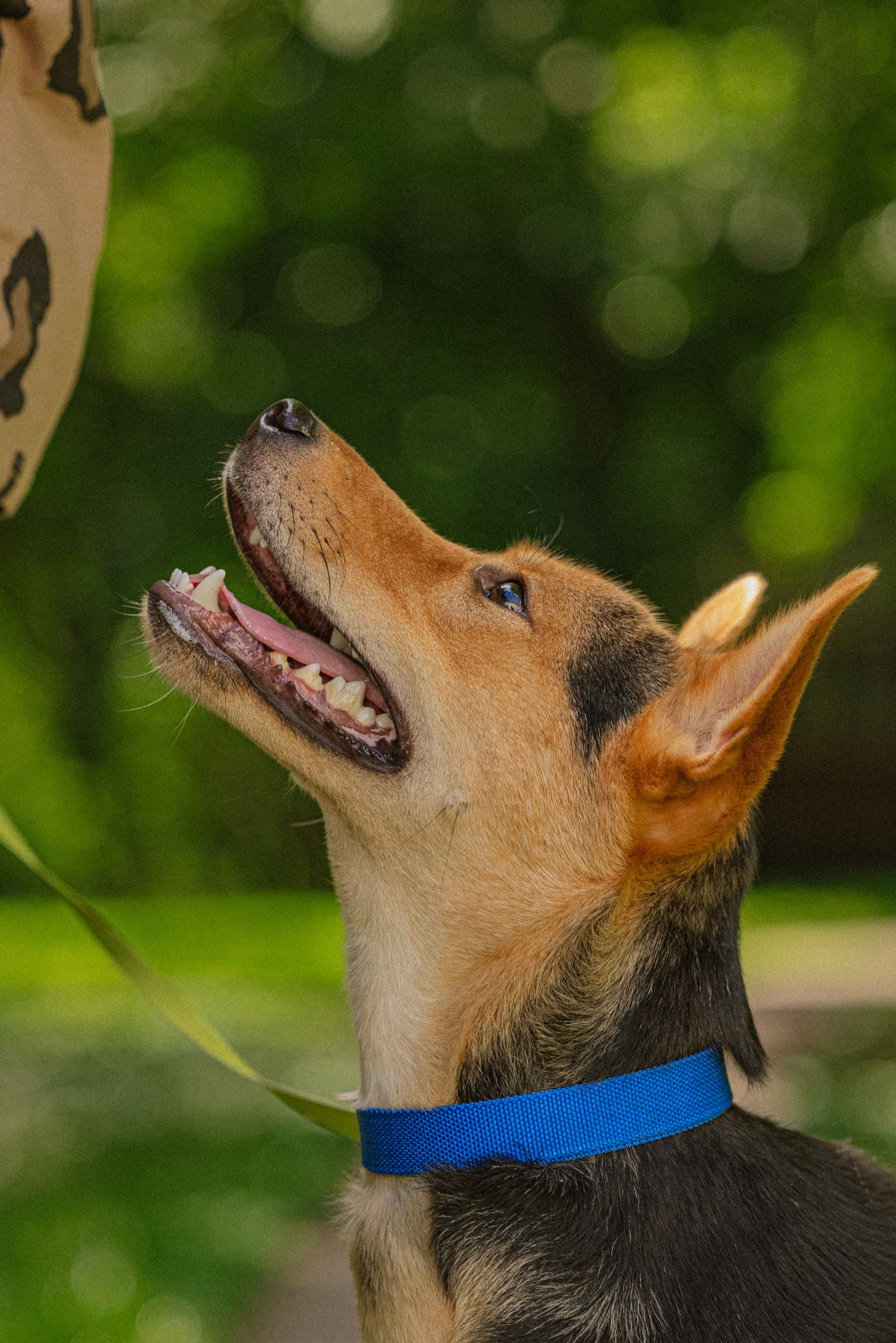 Джеки. Фотограф-анималист в Москве Лера Черноног