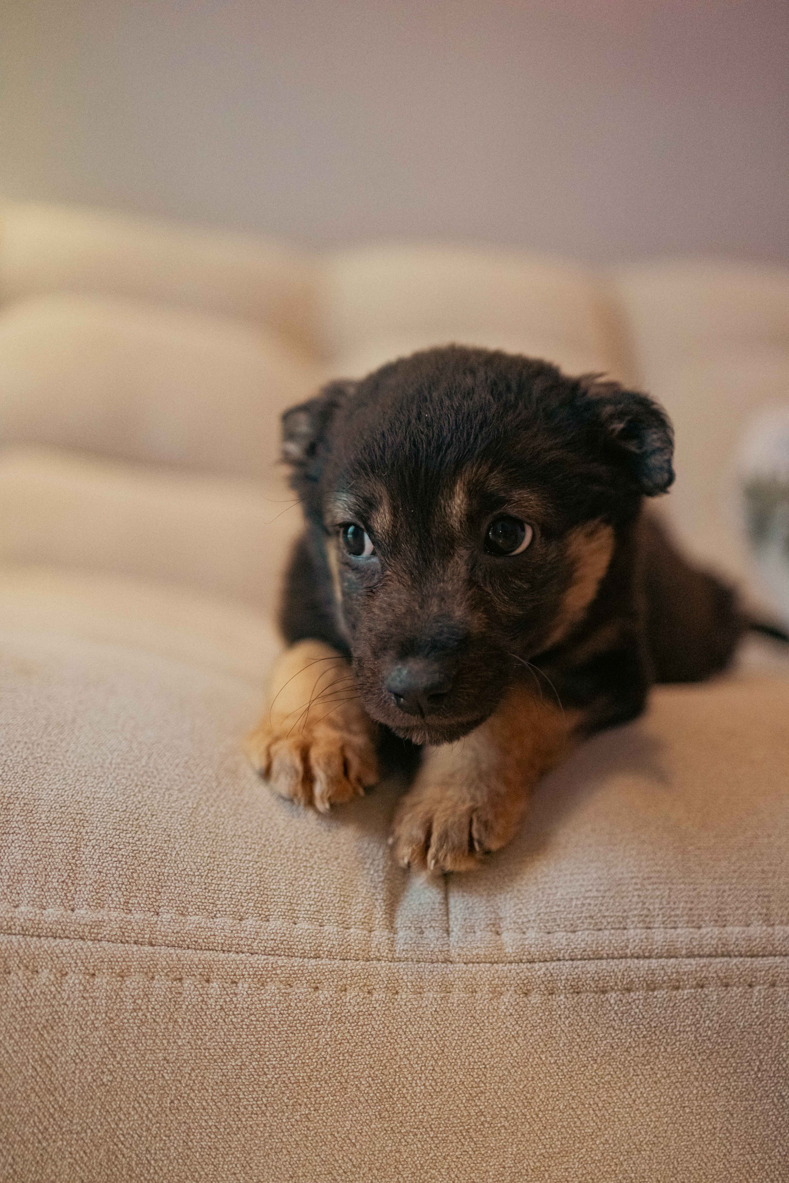 Пеппа. Фотограф-анималист в Москве Лера Черноног