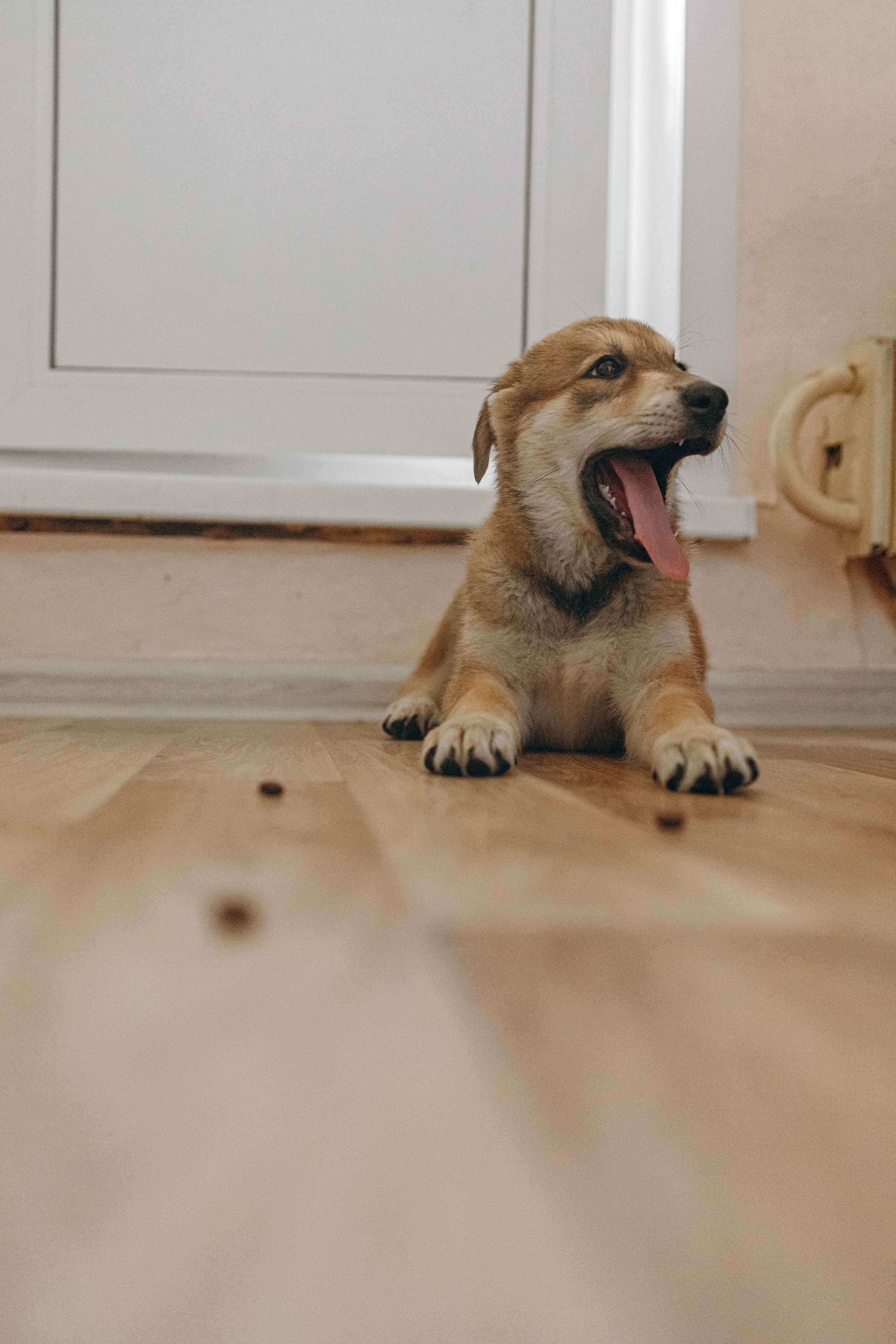 Щеночки на кухне. Фотограф-анималист в Москве Лера Черноног