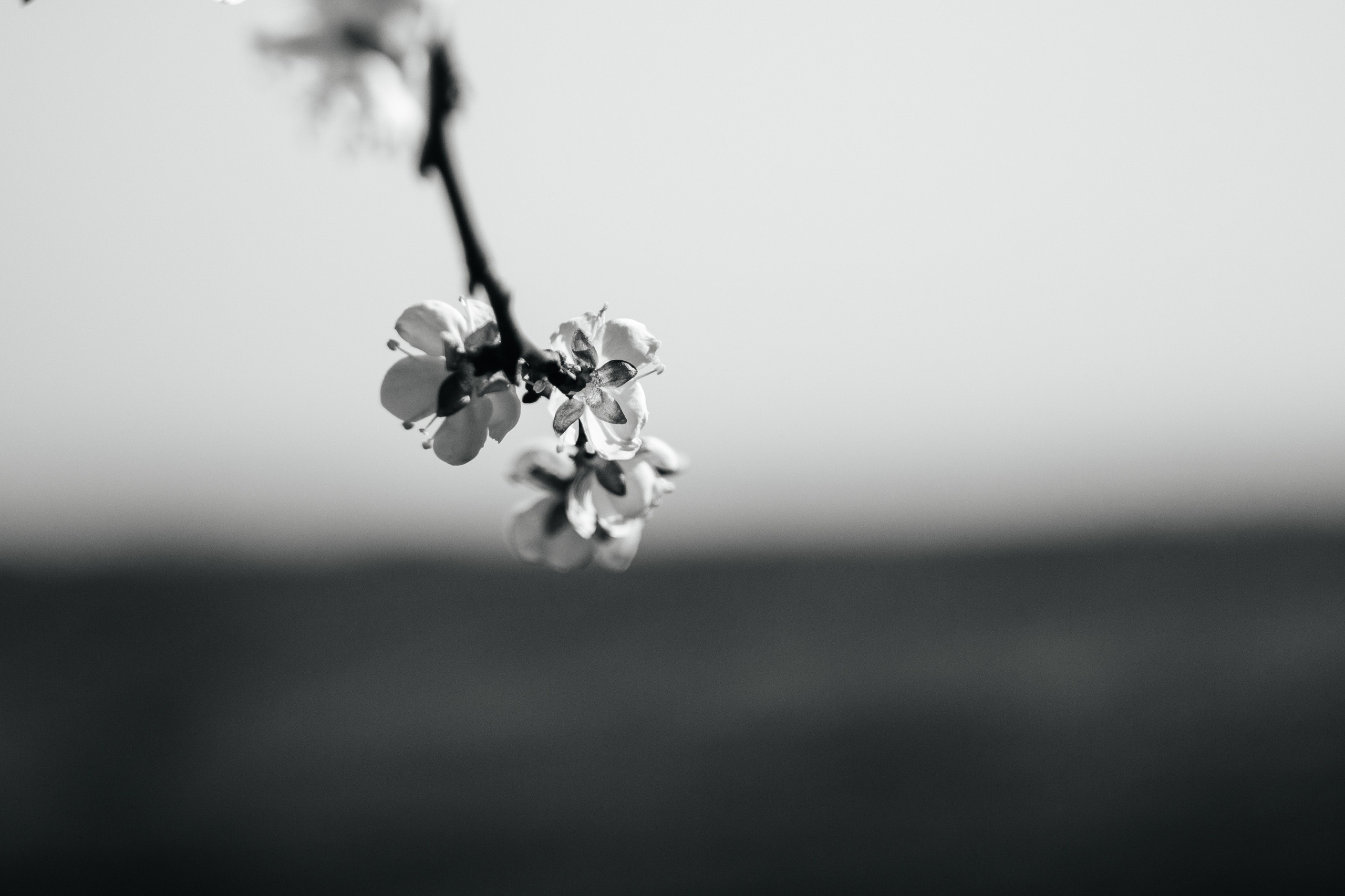 Helios. Photographer Mary Matveenko