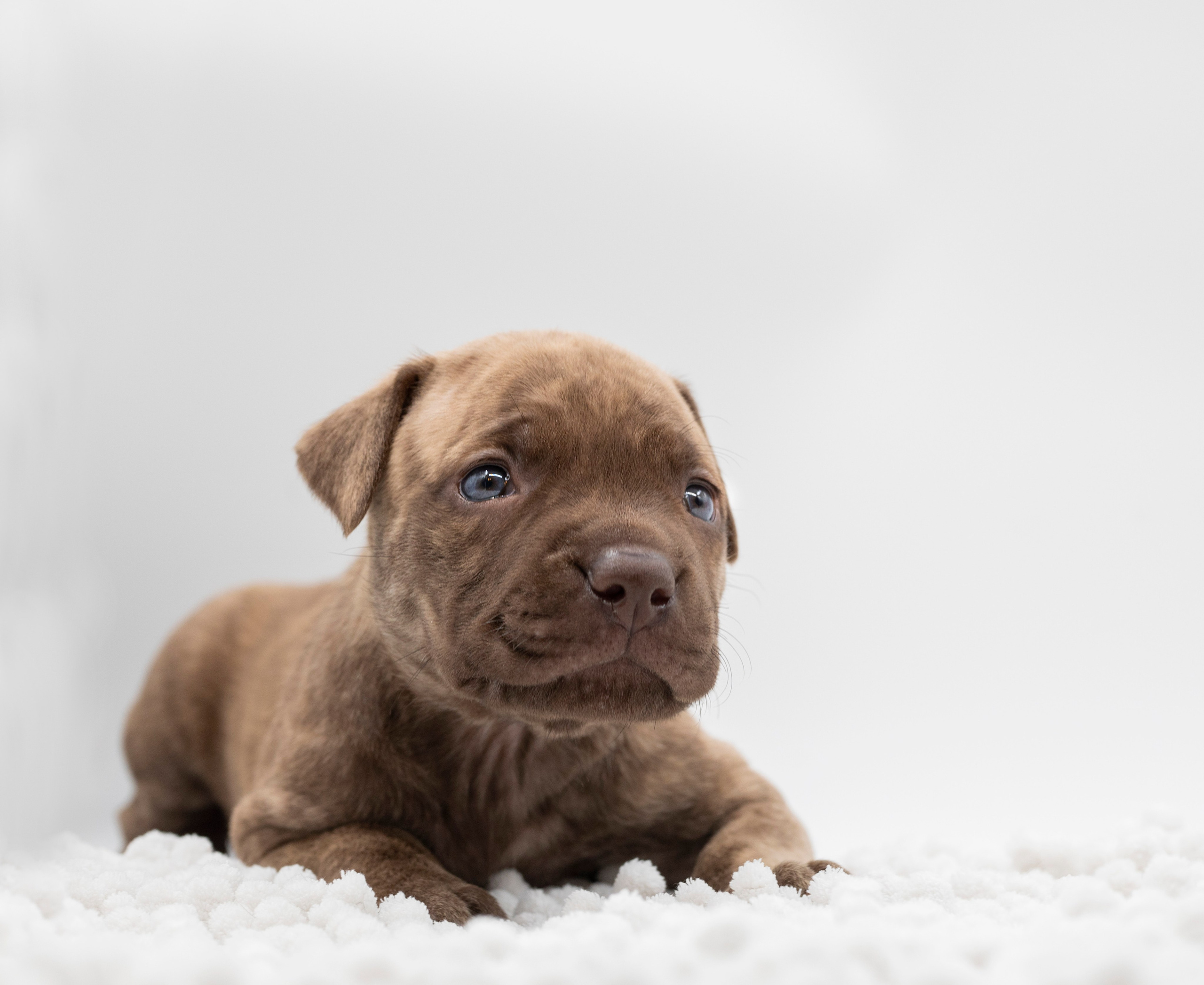 Фотосъёмки щенков. Фотограф-анималист Павлова Любовь