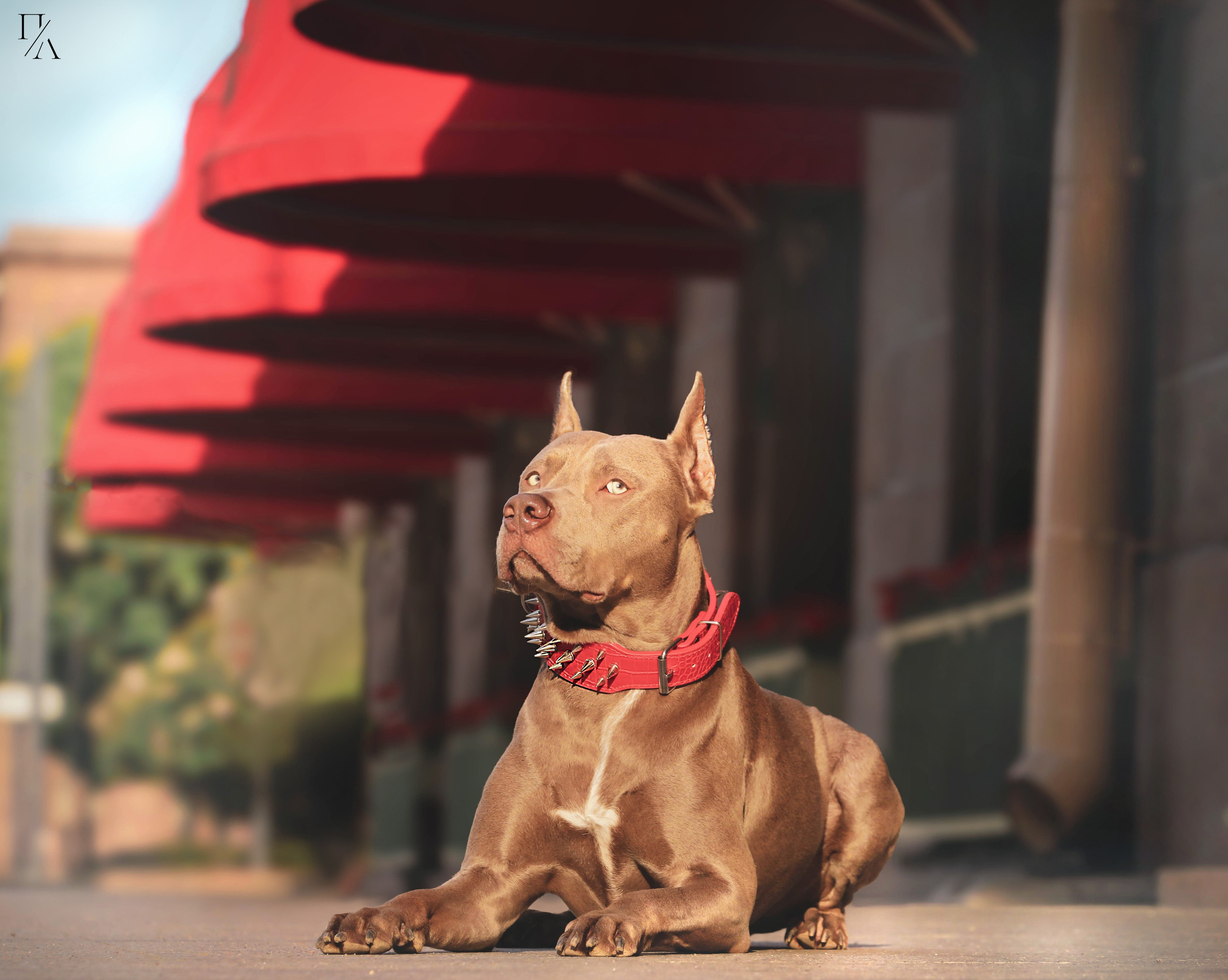 Рассветные фотосъёмки. Фотограф-анималист Павлова Любовь