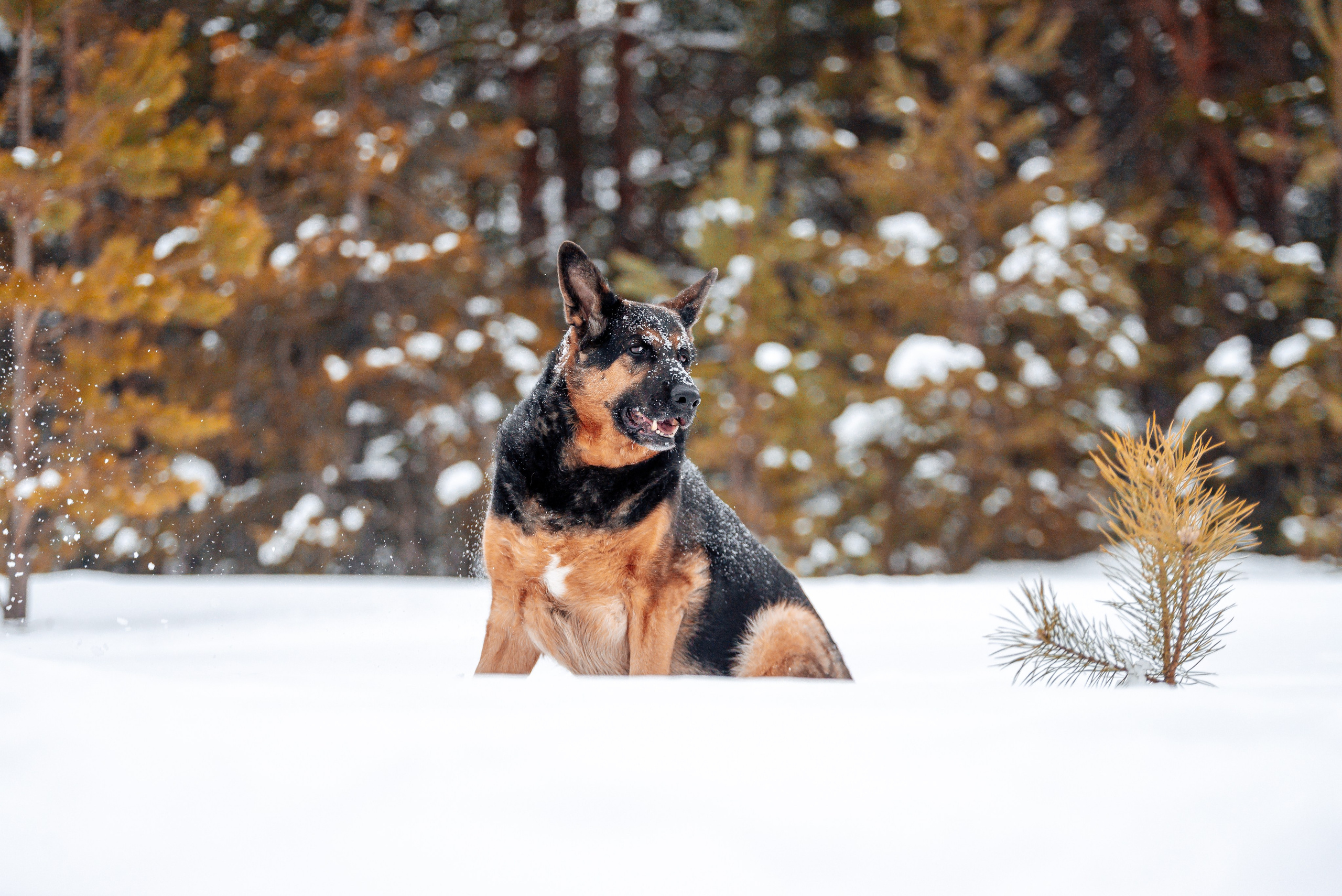 Светлана, Альфа и кошки ✨. Фотограф-анималист Анастасия Парфенова|Екатеринбург