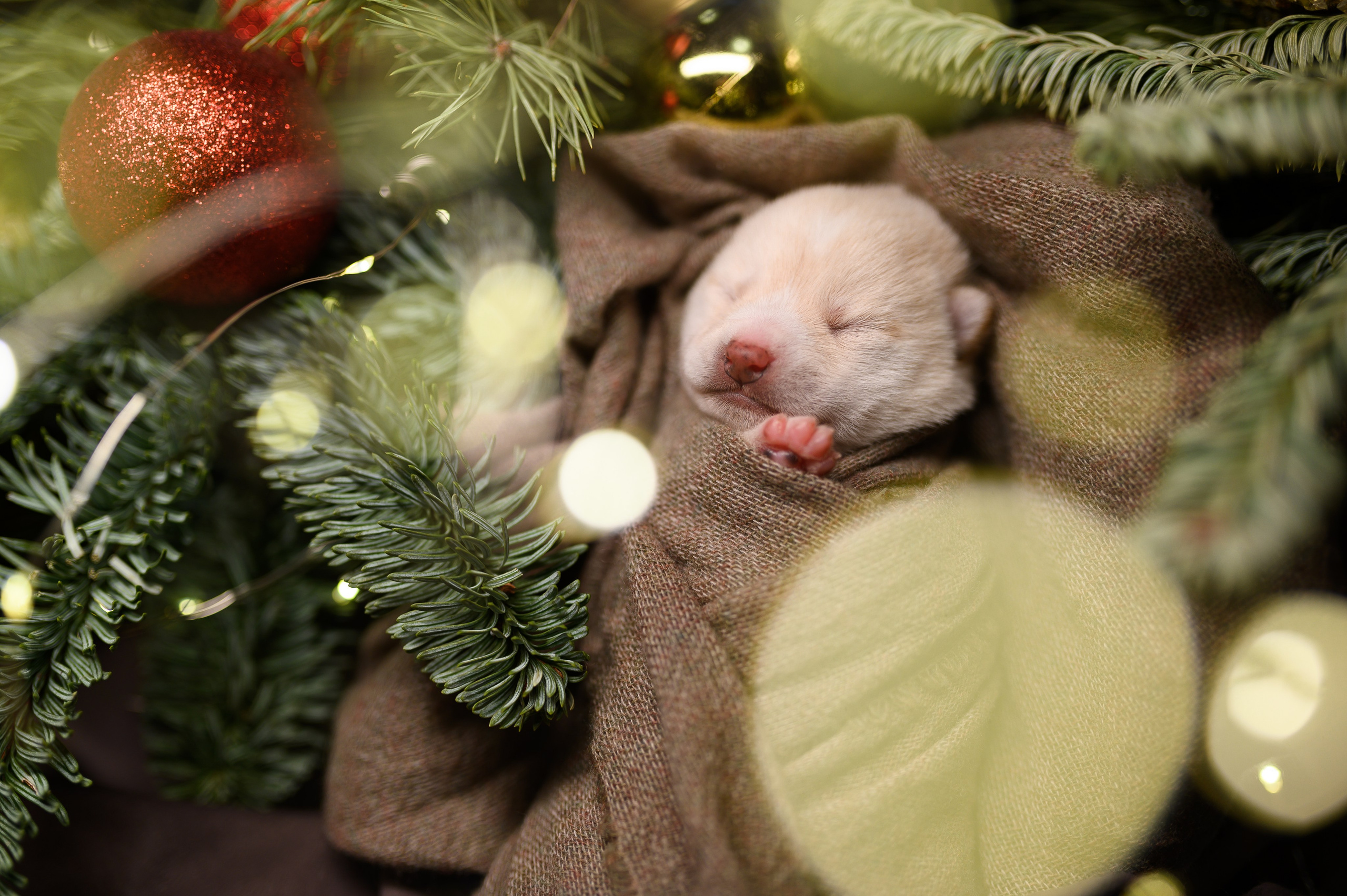 Мамесиба. Фотограф анималист в Москве Ольга Агушева