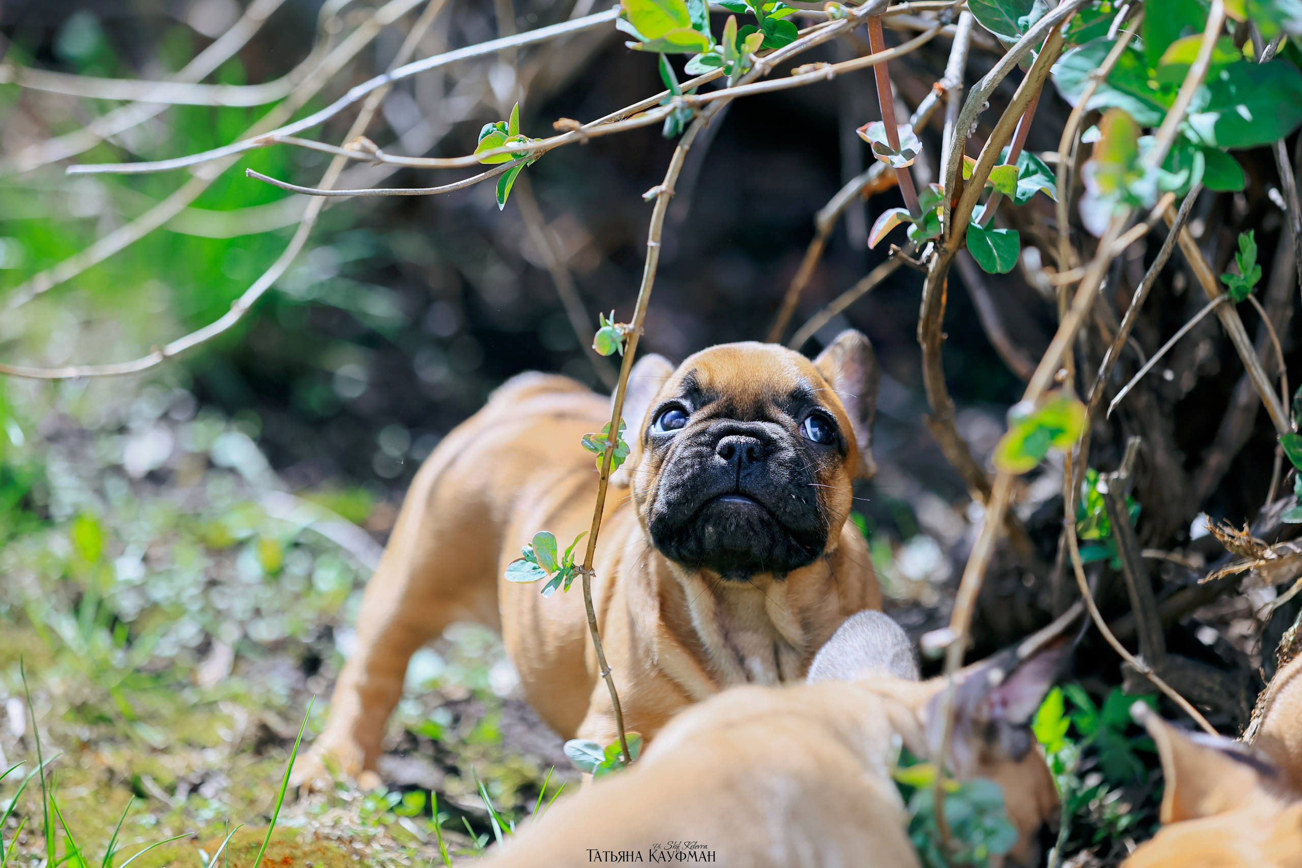 Французский бульдог, фотография французского бульдога, щенки бульдога, щенки французского бульдога, красивая собака, фотограф анималист, фотокурс Анималистика, научиться фотографировать собак, фотограф Новосибирск