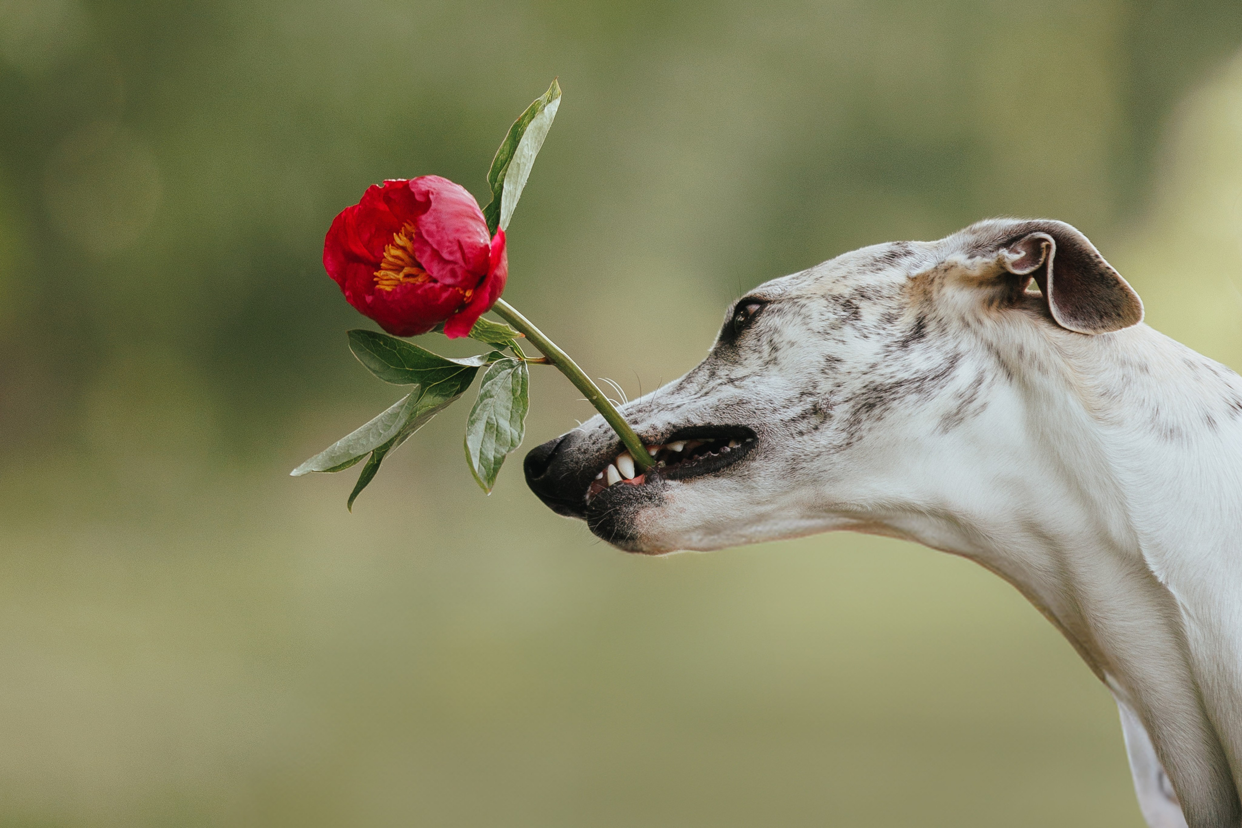 Саша и Гусь. Фотограф анималист Кристина Карпова, Москва