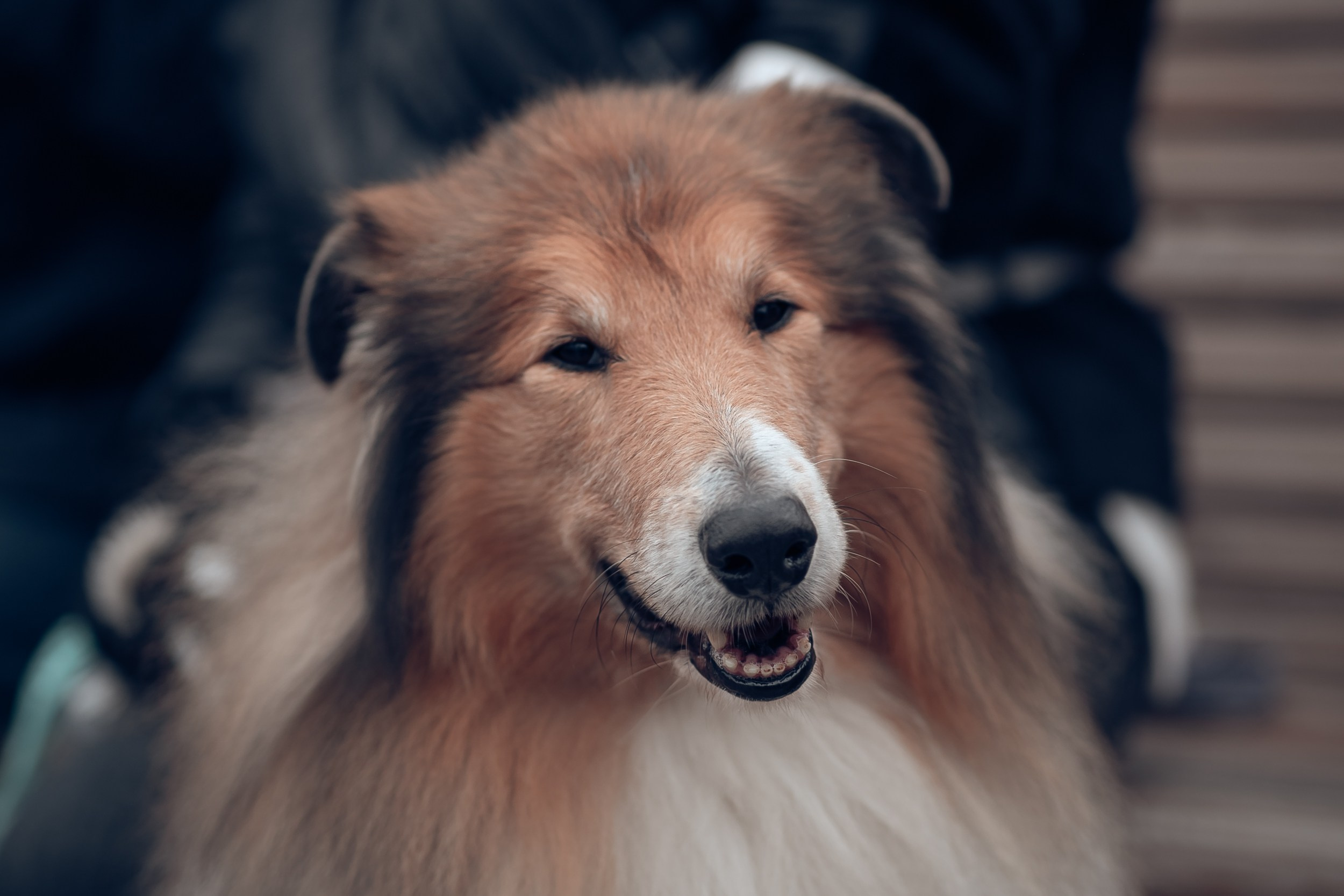 Благотворительная выставка собак в Новом Херсонесе г. Севастополь. Церковный фотограф Севастополь