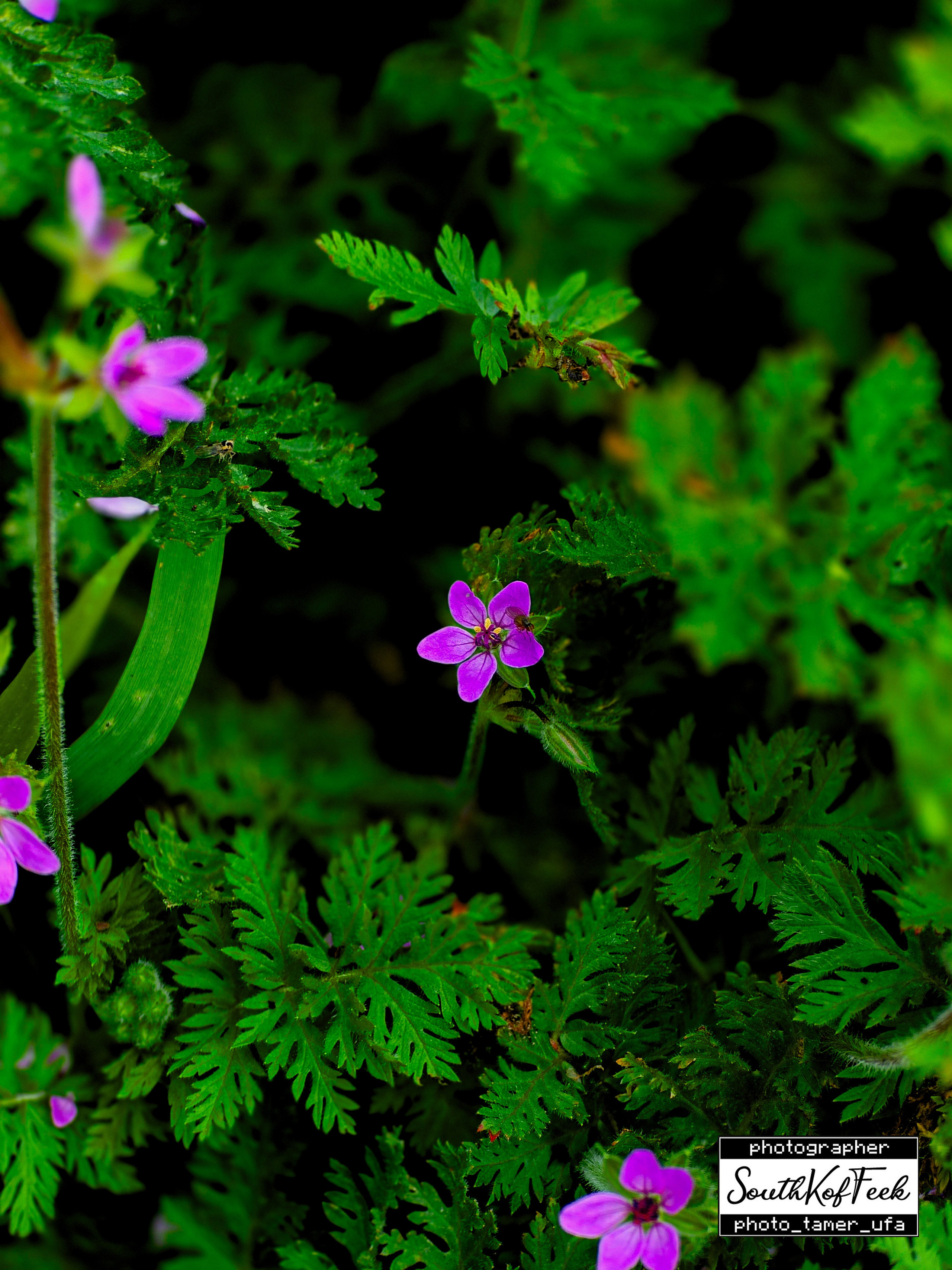 Цветы?. Photo Tamer Ufa