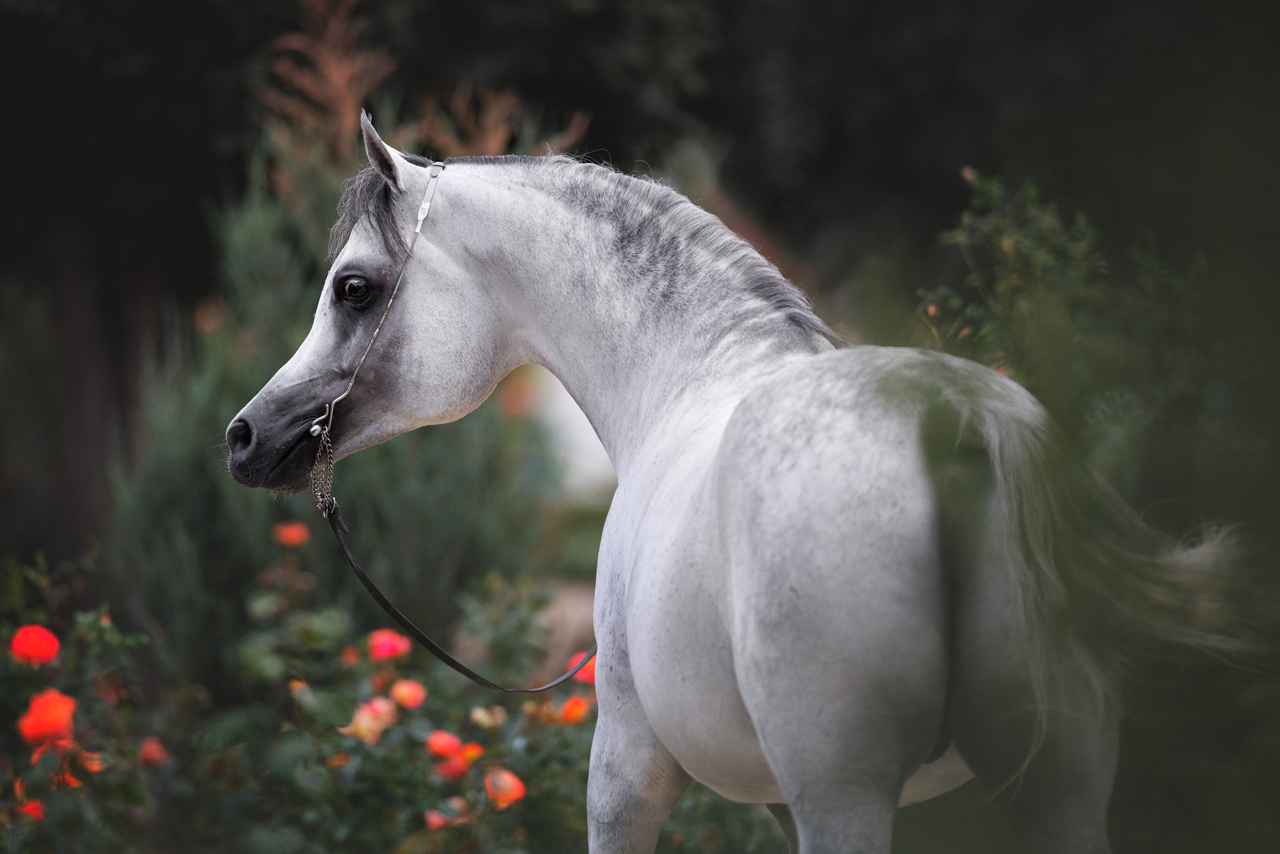 Лошади. Фотограф Анастасия Ветковская, Москва