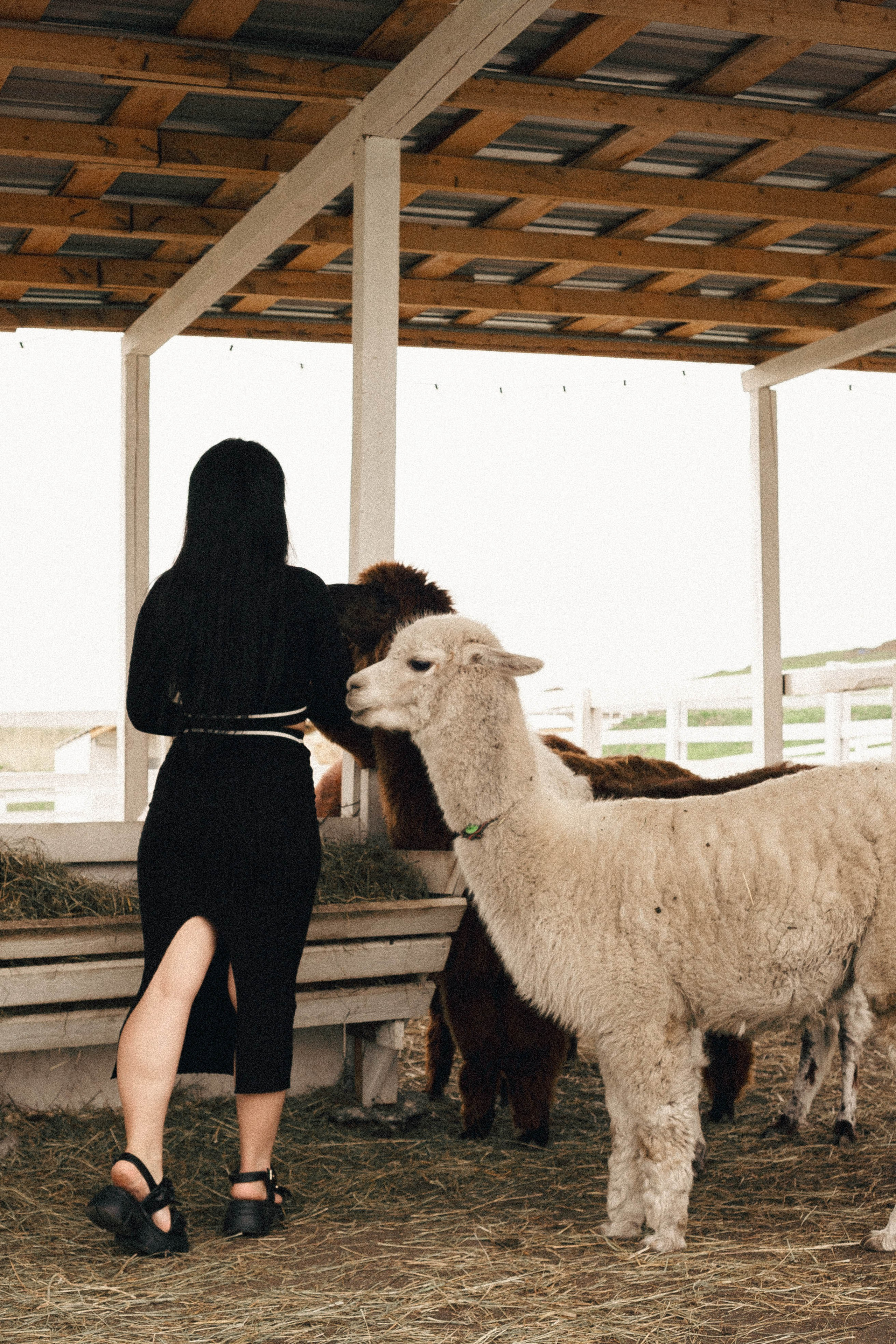 Ферма Альпак. Профессиональный фотограф, Санкт-Петербург — Виктория Богомолова
