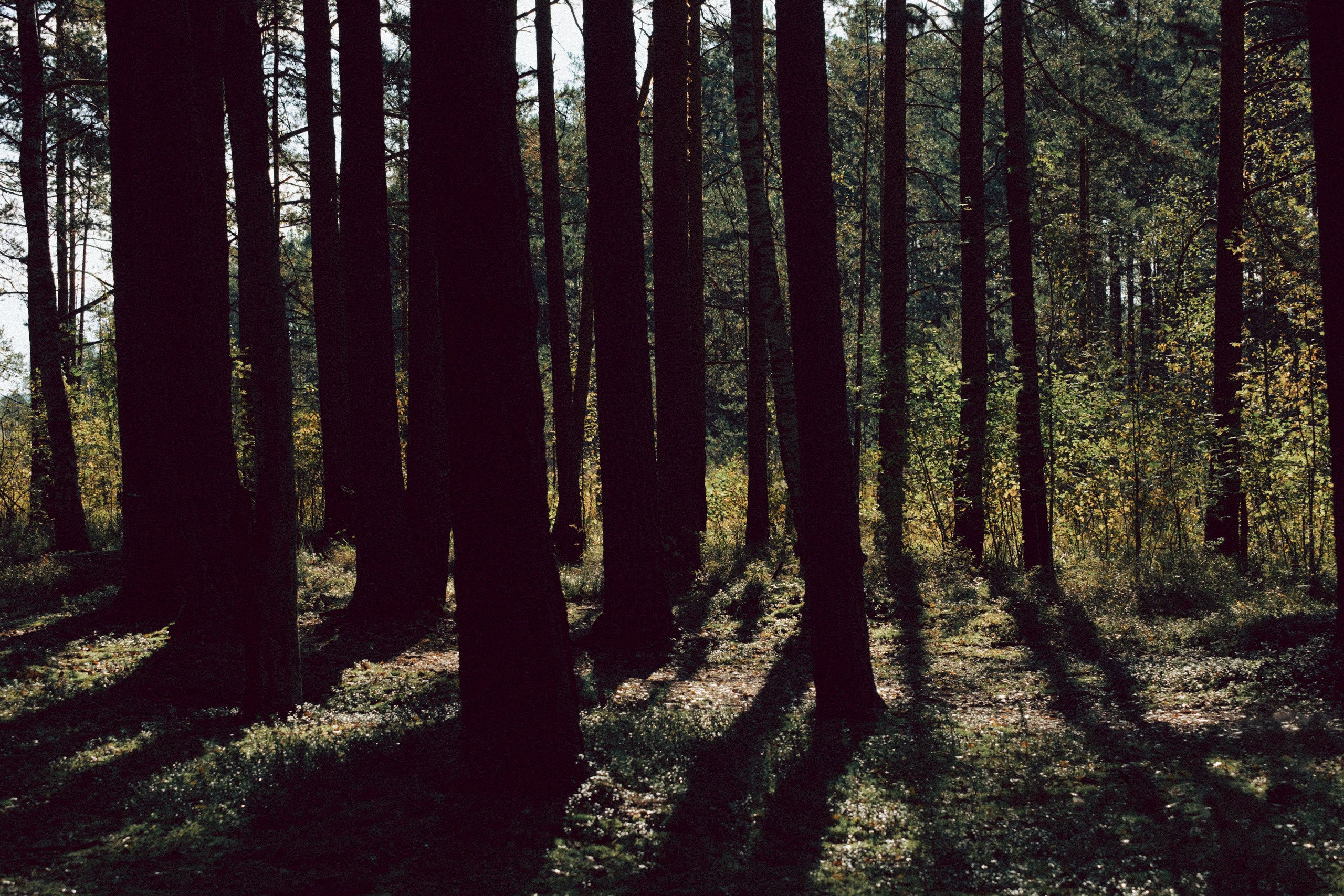Осеняя прогулка. Профессиональный фотограф, Санкт-Петербург — Виктория Богомолова