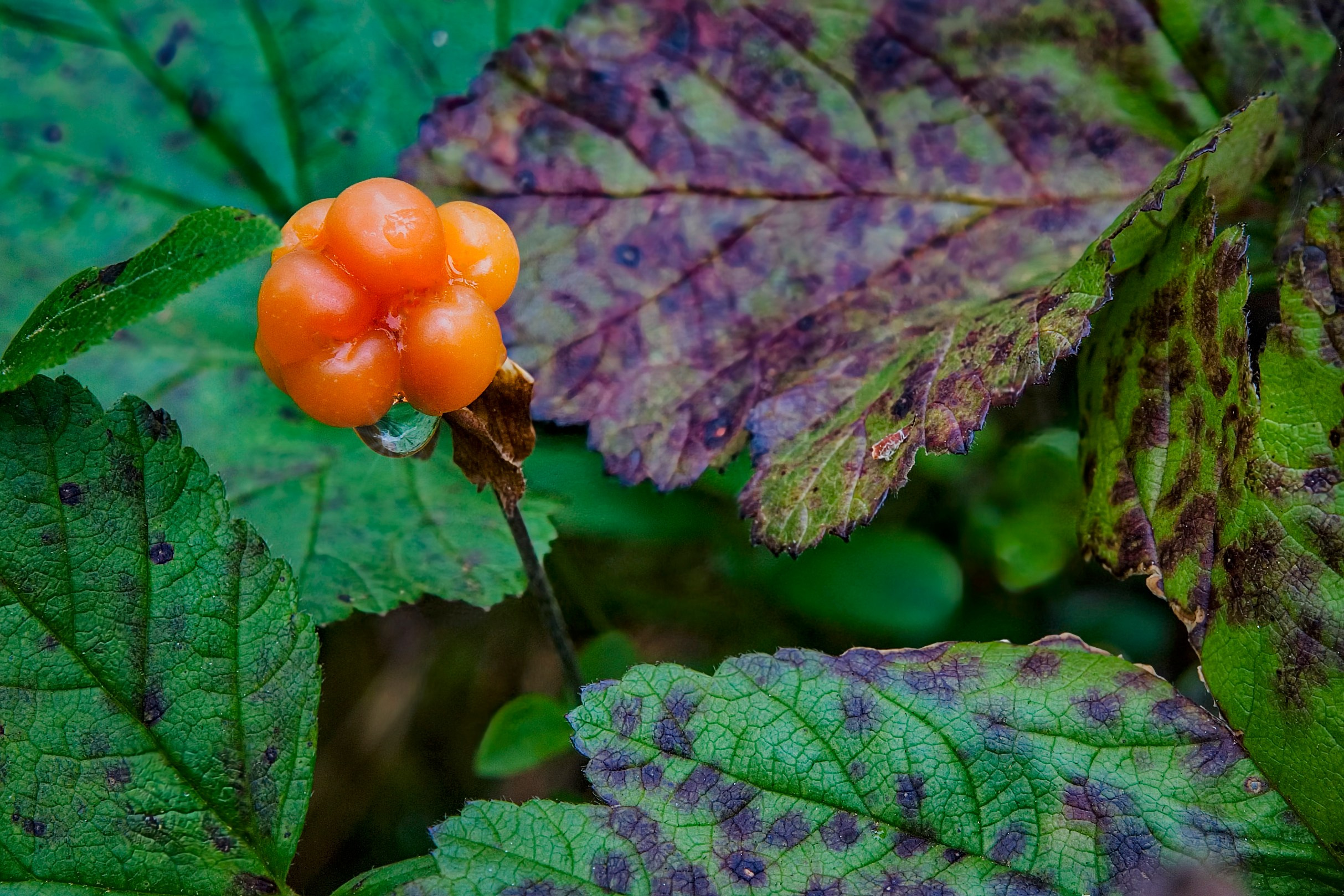Растения. Фотограф Владимир Остапенко