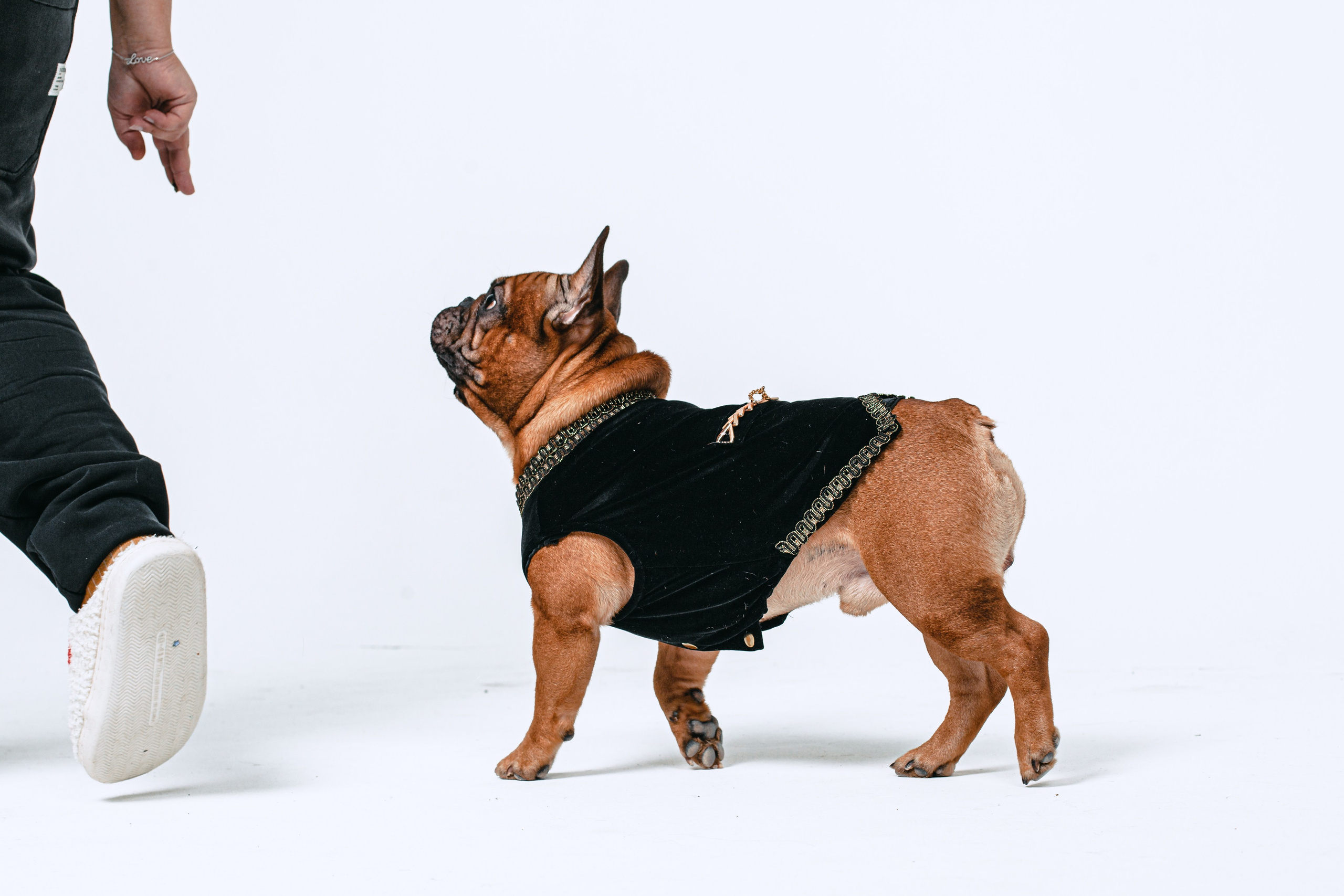 Пижамная вечеринка французских бульдогов и их хозяев. Фотограф-анималист Татьяна Степанова