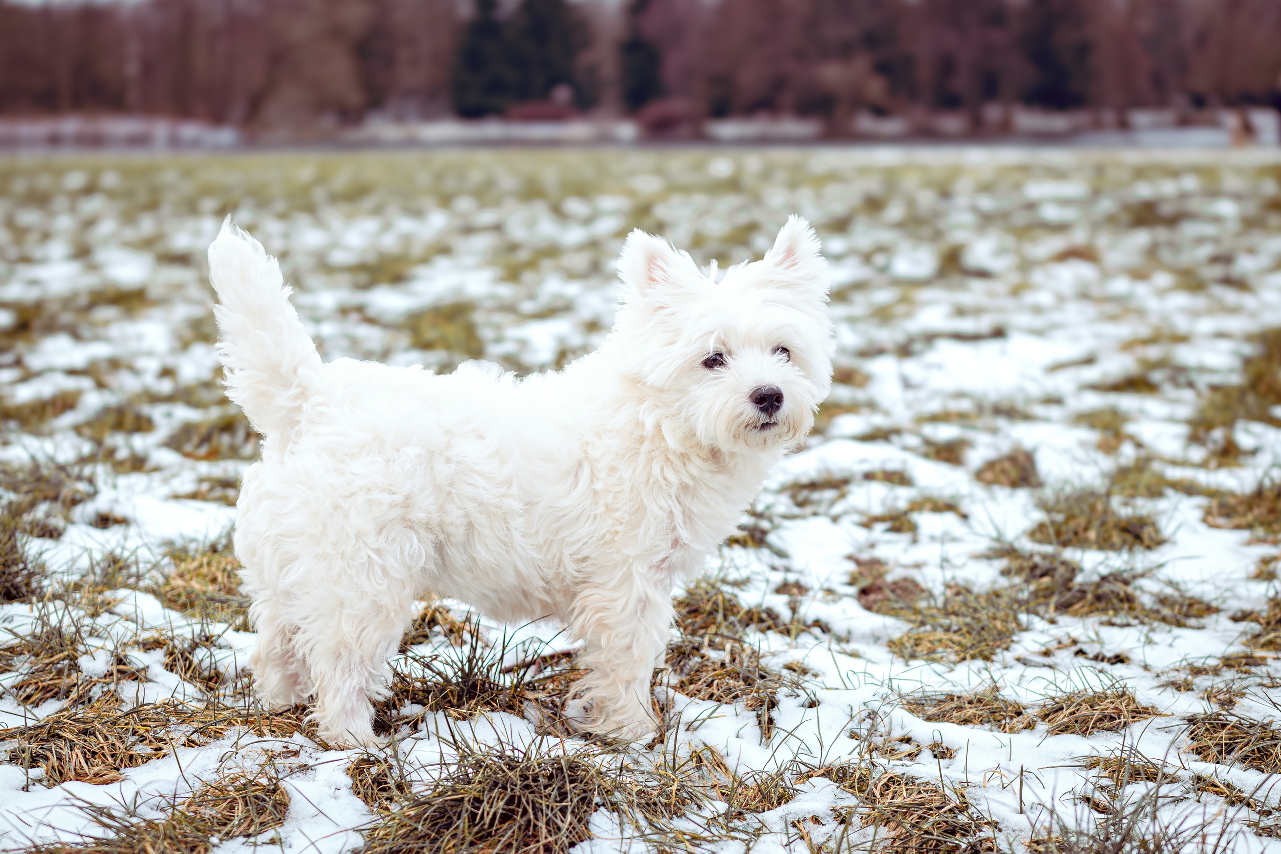 Фотосессия с щенком Минск