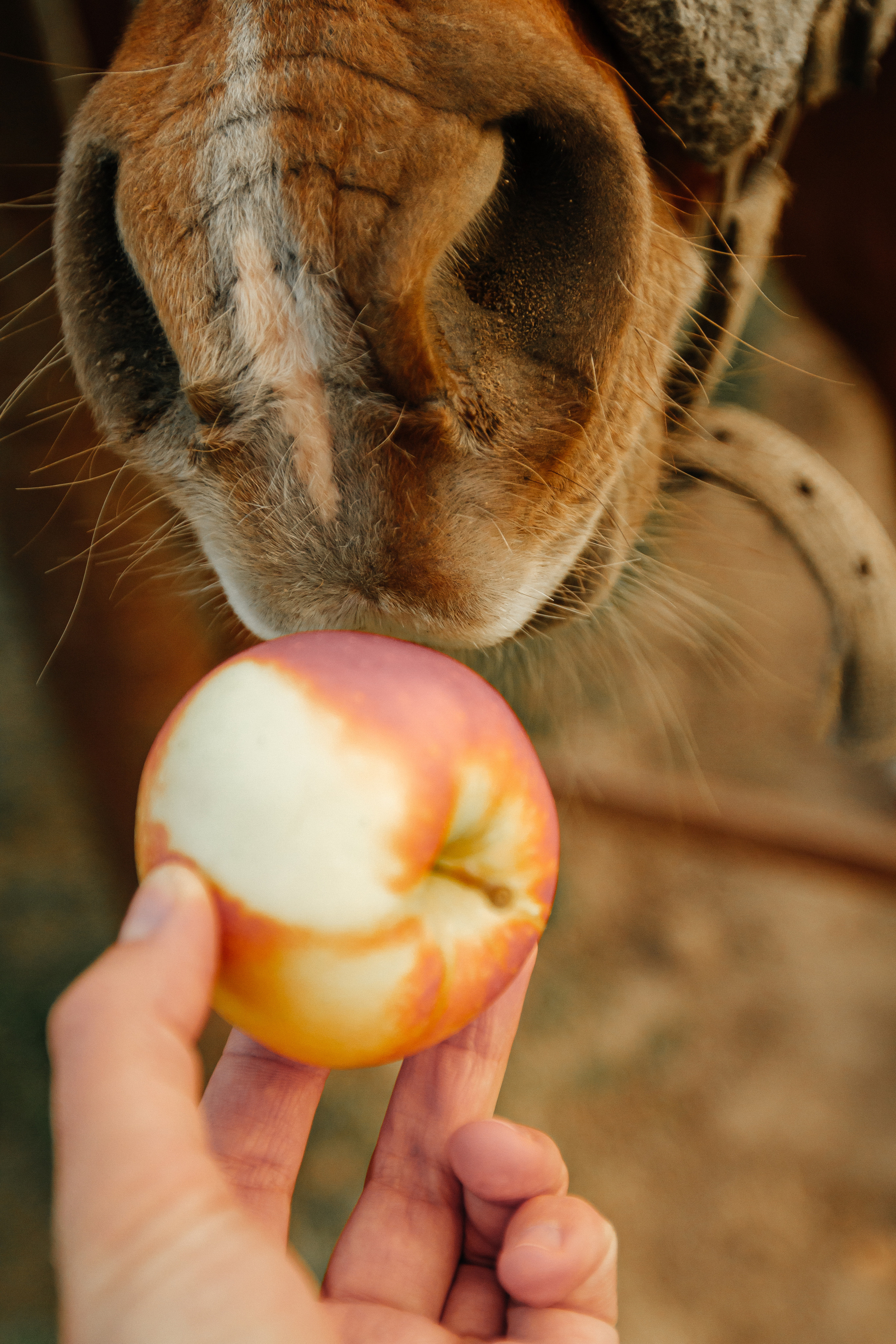 Осенняя прогулка. Колесникова Татьяна. Фотограф новорожденных Щёлково, Москва, Королев