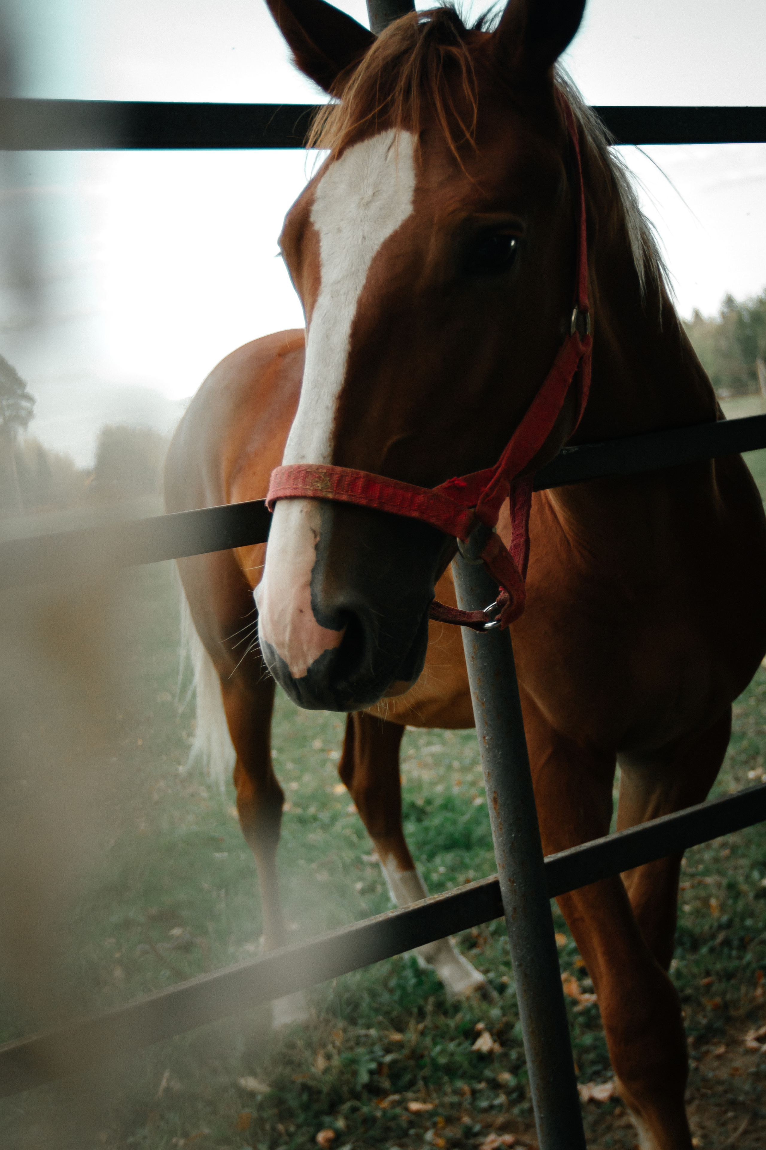 Осенняя прогулка. Колесникова Татьяна. Фотограф новорожденных Щёлково, Москва, Королев