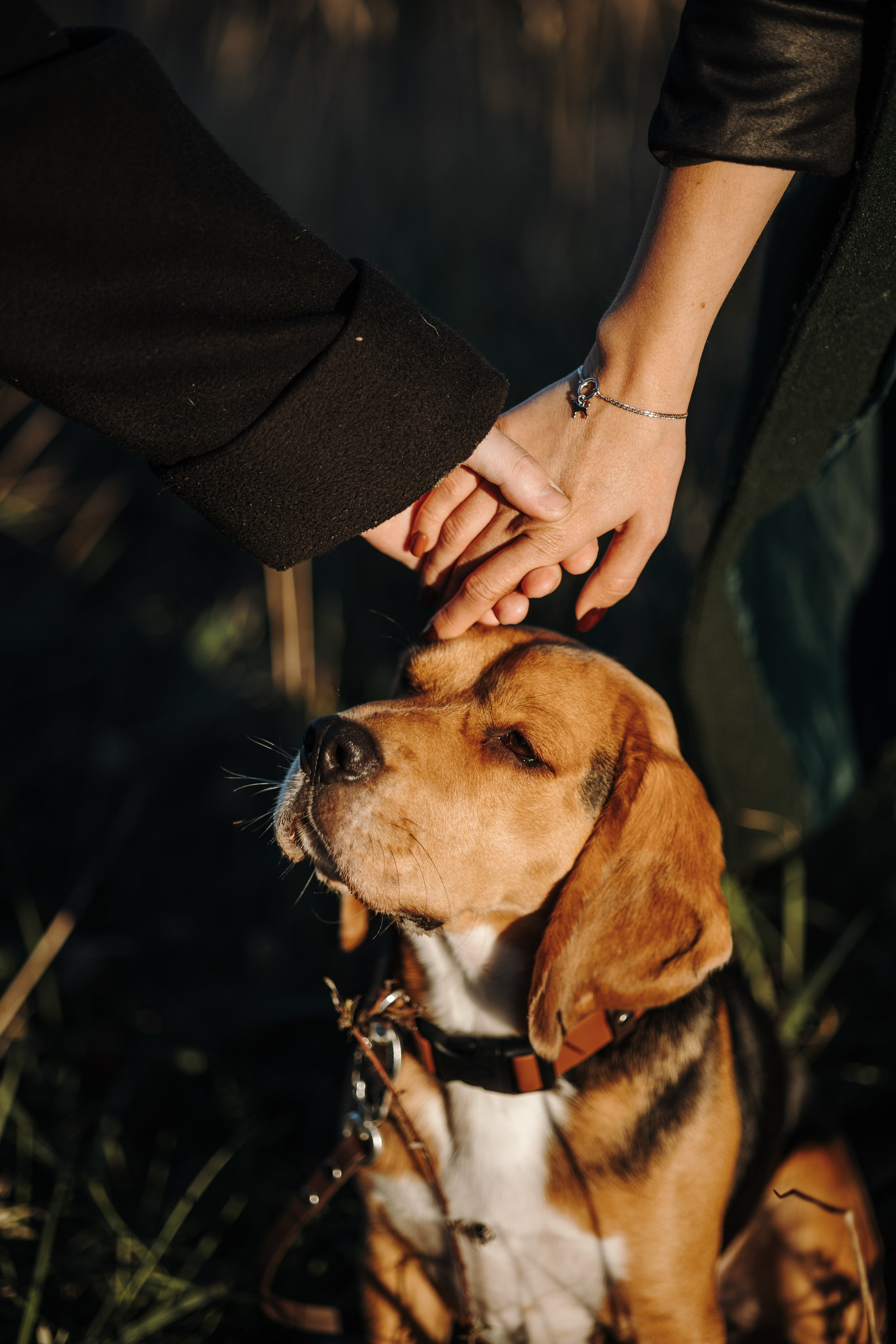 Оуджи и его семья. Фотограф — Анималист | Санкт-Петербург