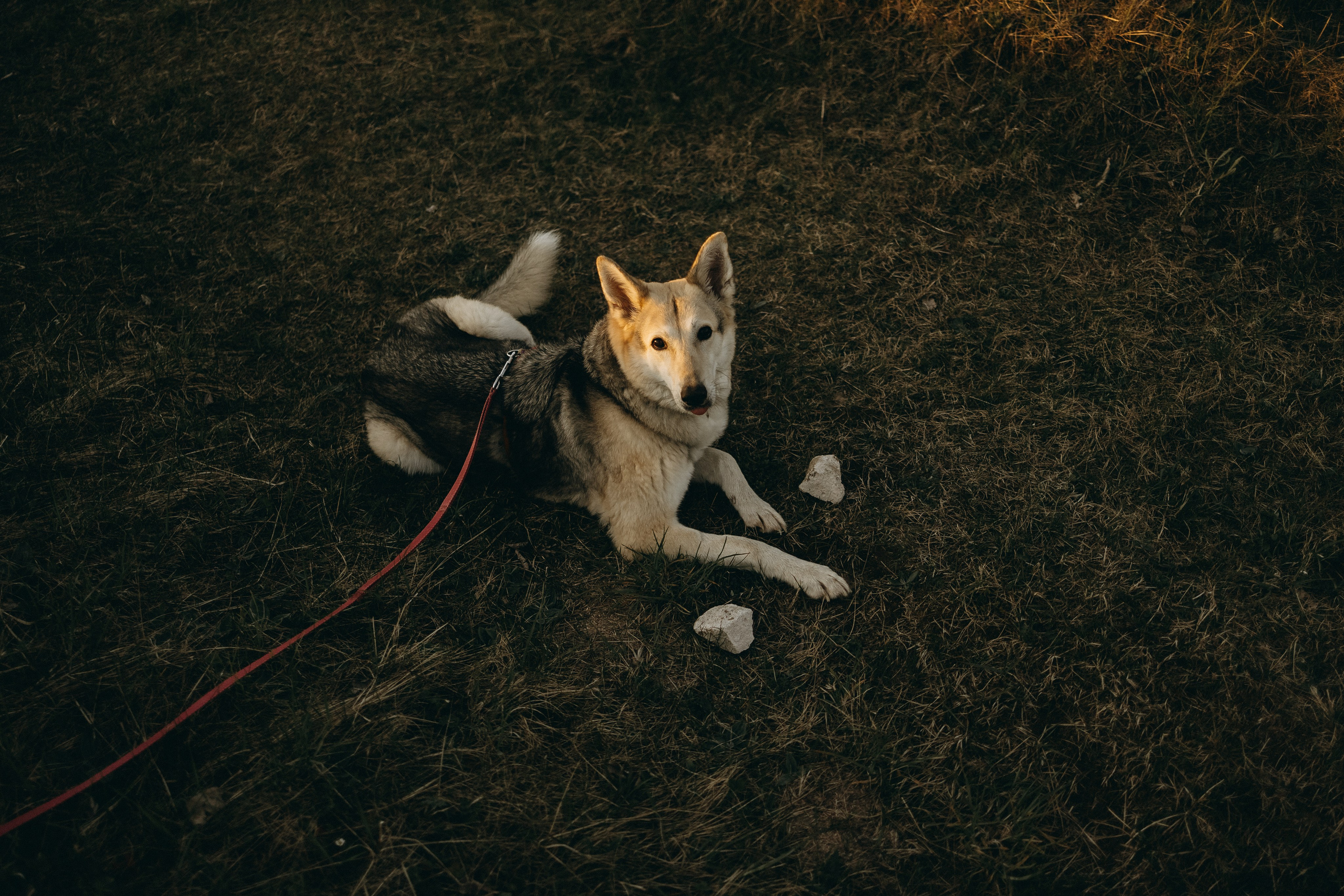 Саша и Зельда. Фотограф — Анималист | Санкт-Петербург