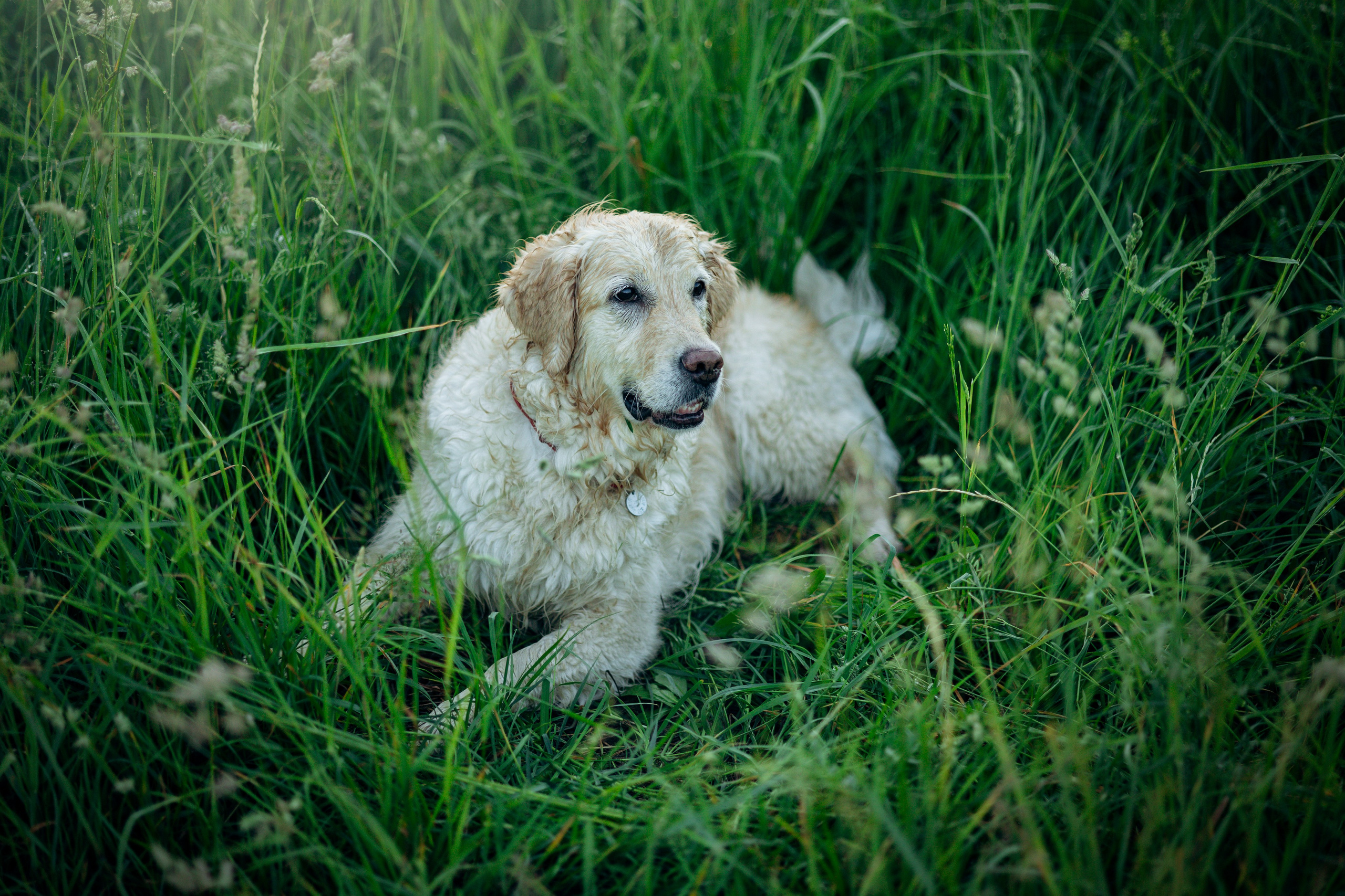 Юля и Руби. Фотограф — Анималист | Санкт-Петербург