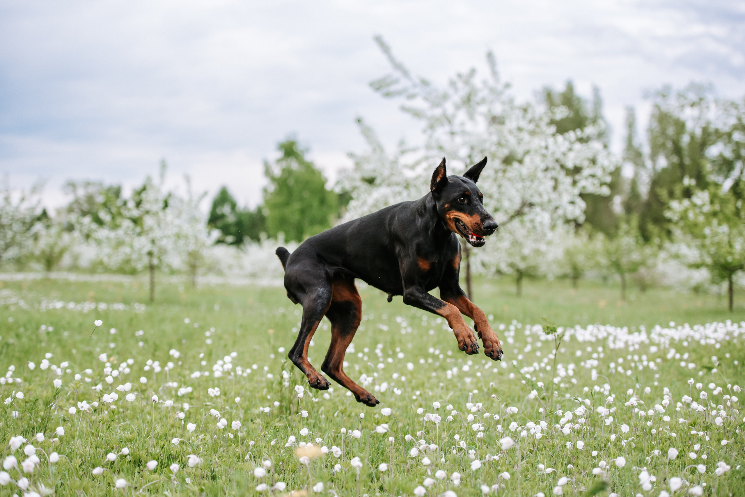Цветение с доберманами. Фотограф Диана Оленина Красноярск / Братск