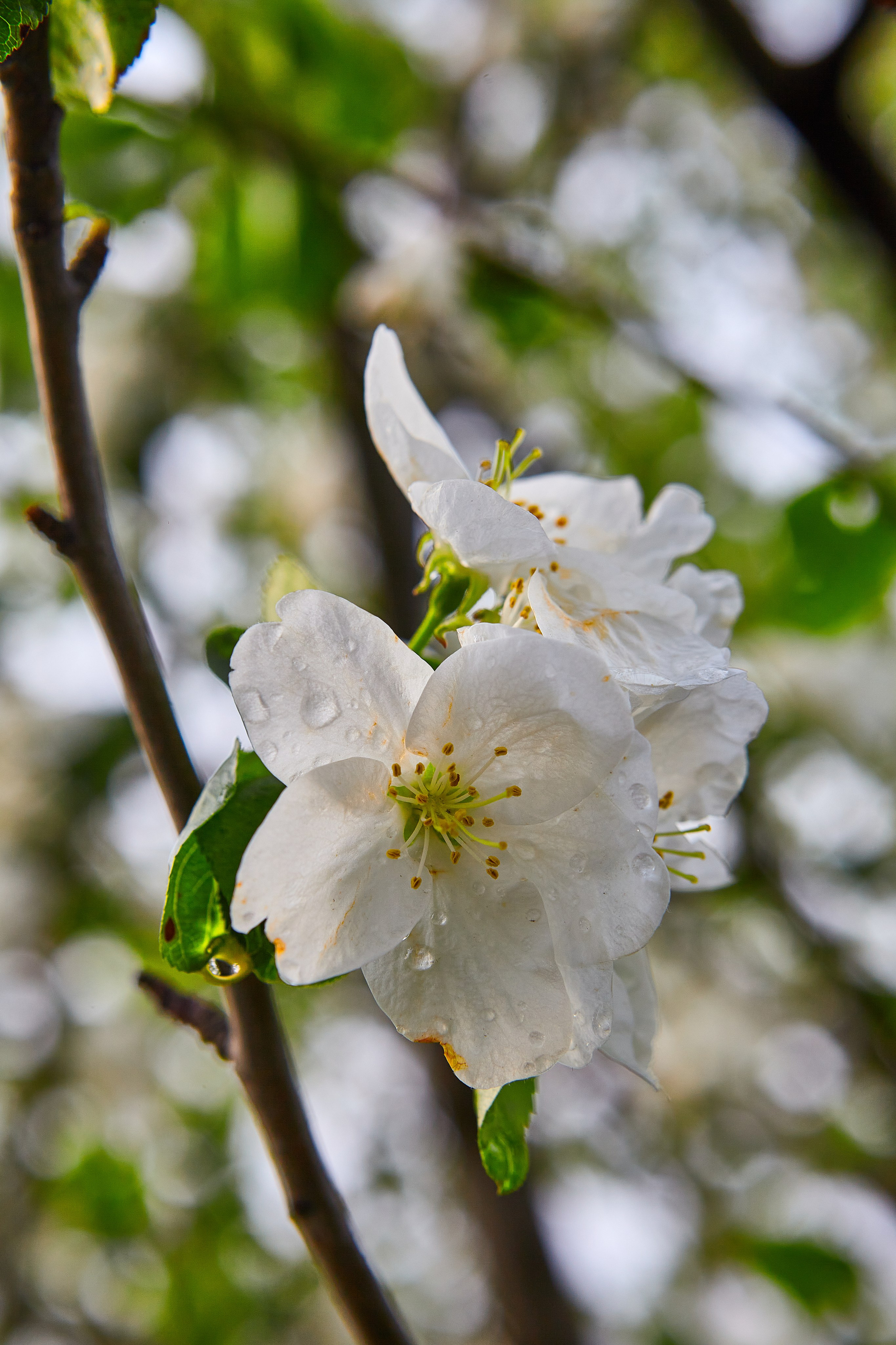 Фотографии природы