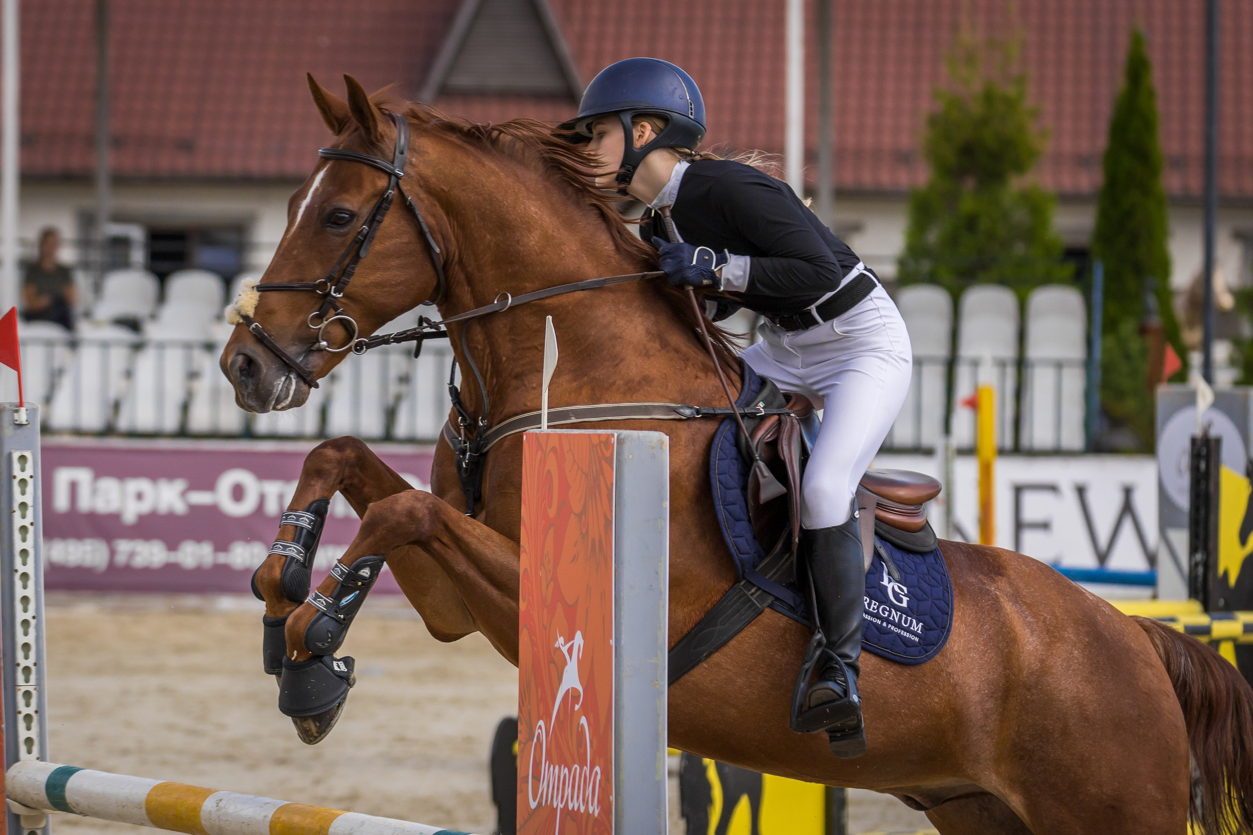 Конный спорт. Photomantis