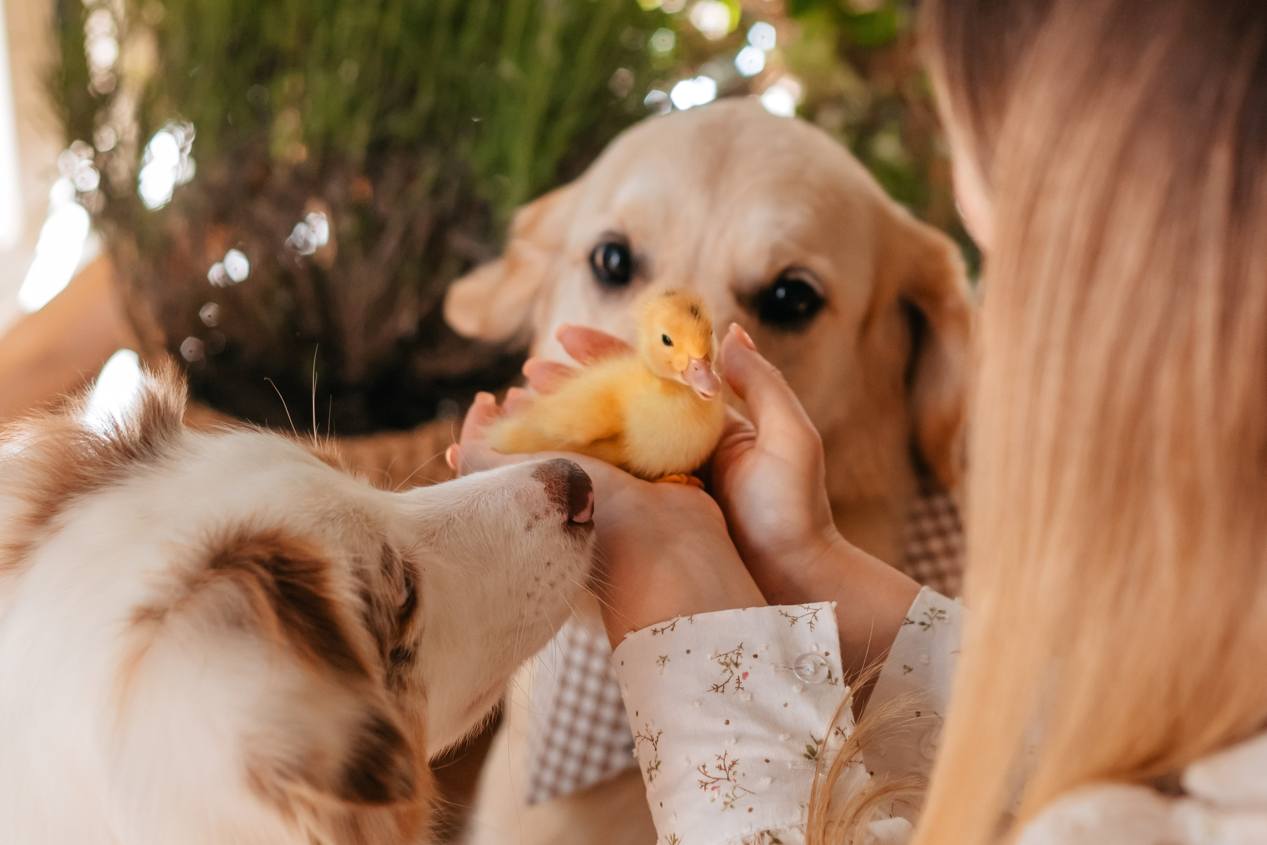 Мария, Джесси и Бэлла. Семейный фотограф анималист Мария Крючкова