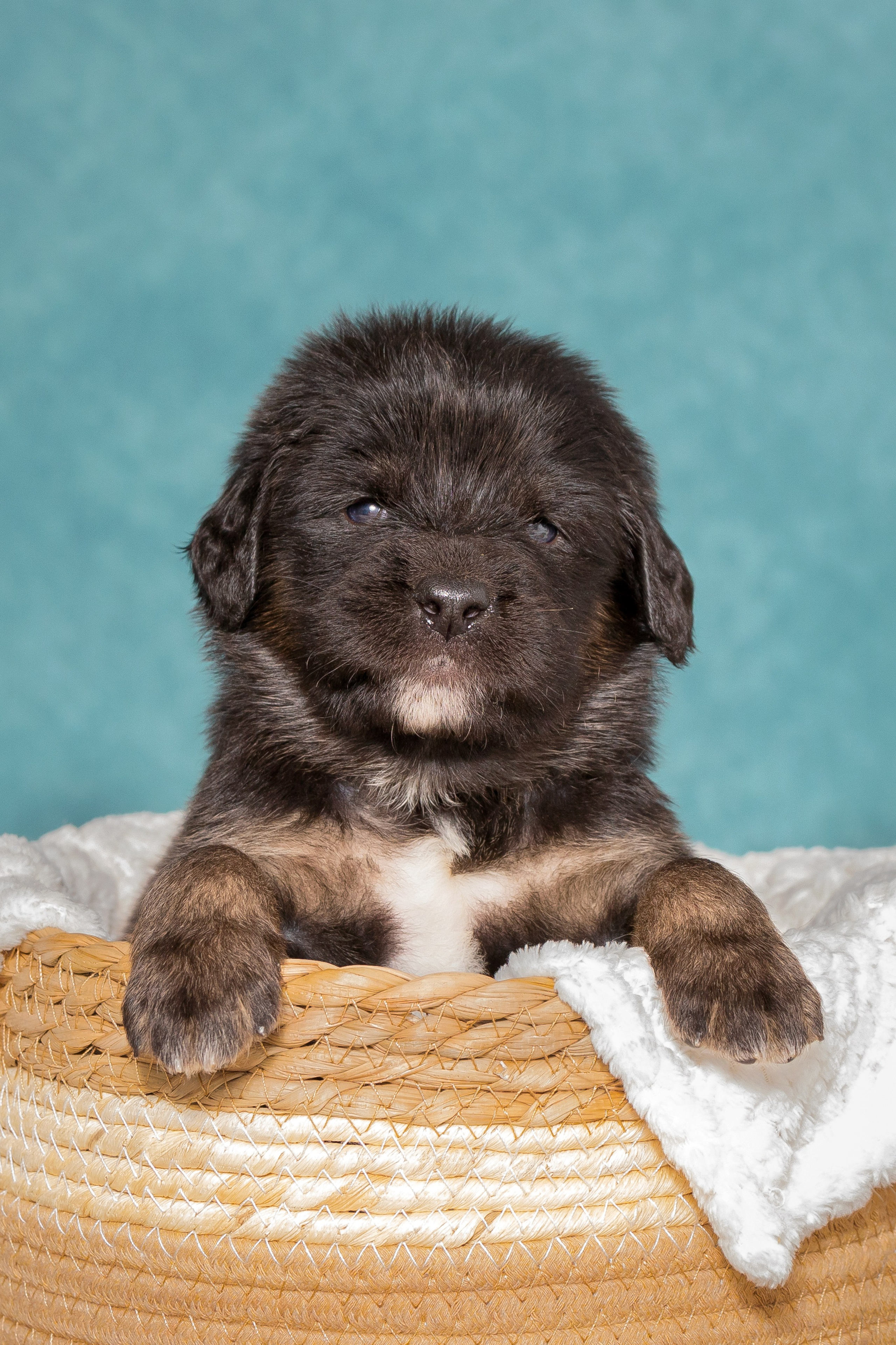 Тибетский мастиф. Юлия Микульская. Рыбинск