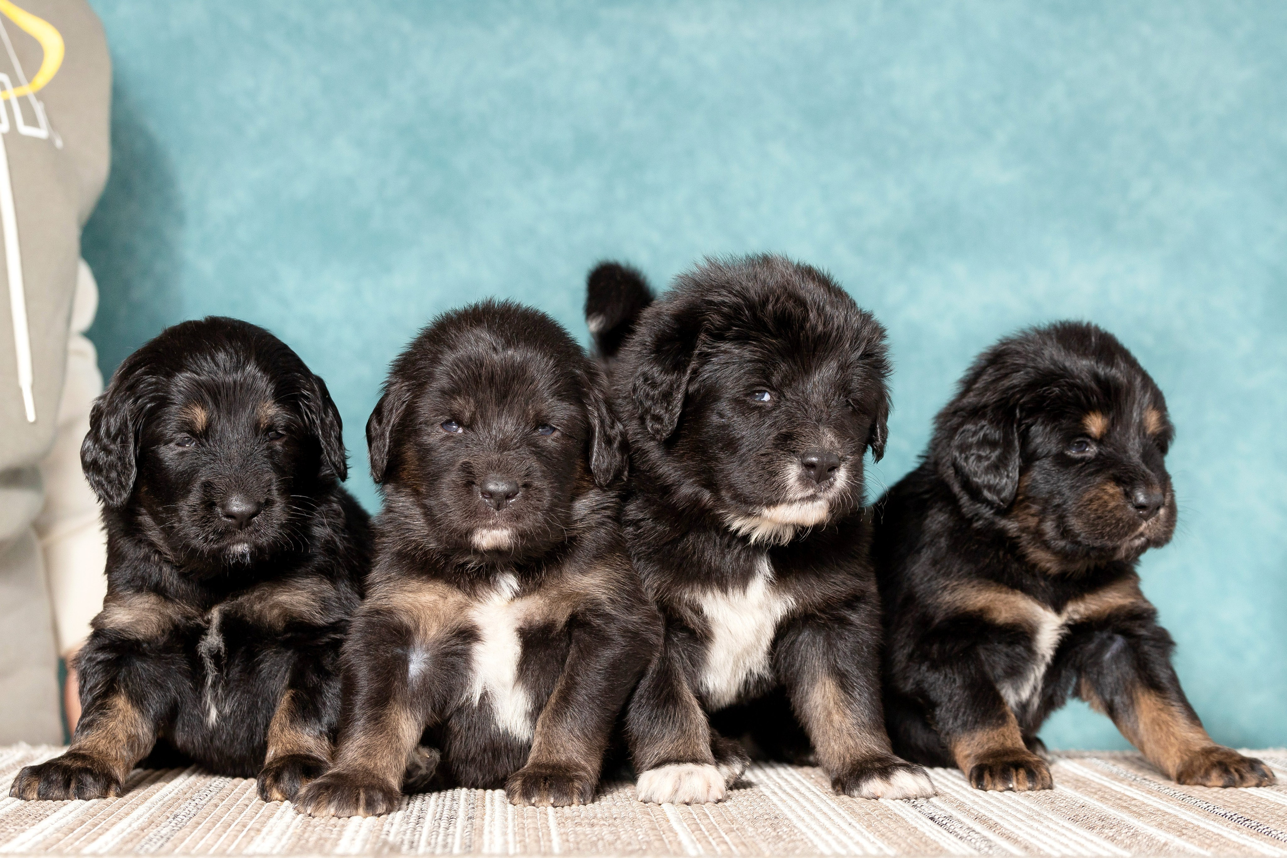 Тибетский мастиф. Юлия Микульская. Рыбинск