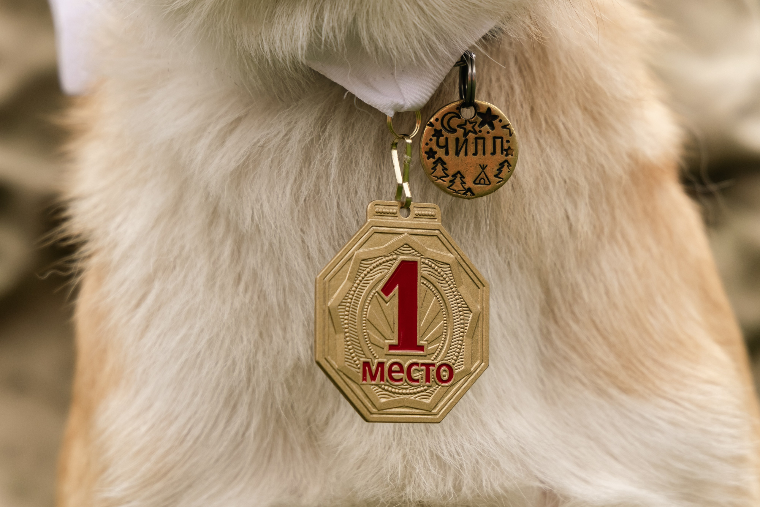 VI ОТКРЫТЫЕ КИНОЛОГИЧЕСКИЕ СОРЕВНОВАНИЯ. ЧЕЛЯБИНСКАЯ ОБЛАСТЬ 2025. Репортажный фотограф Наталья Лапцевич