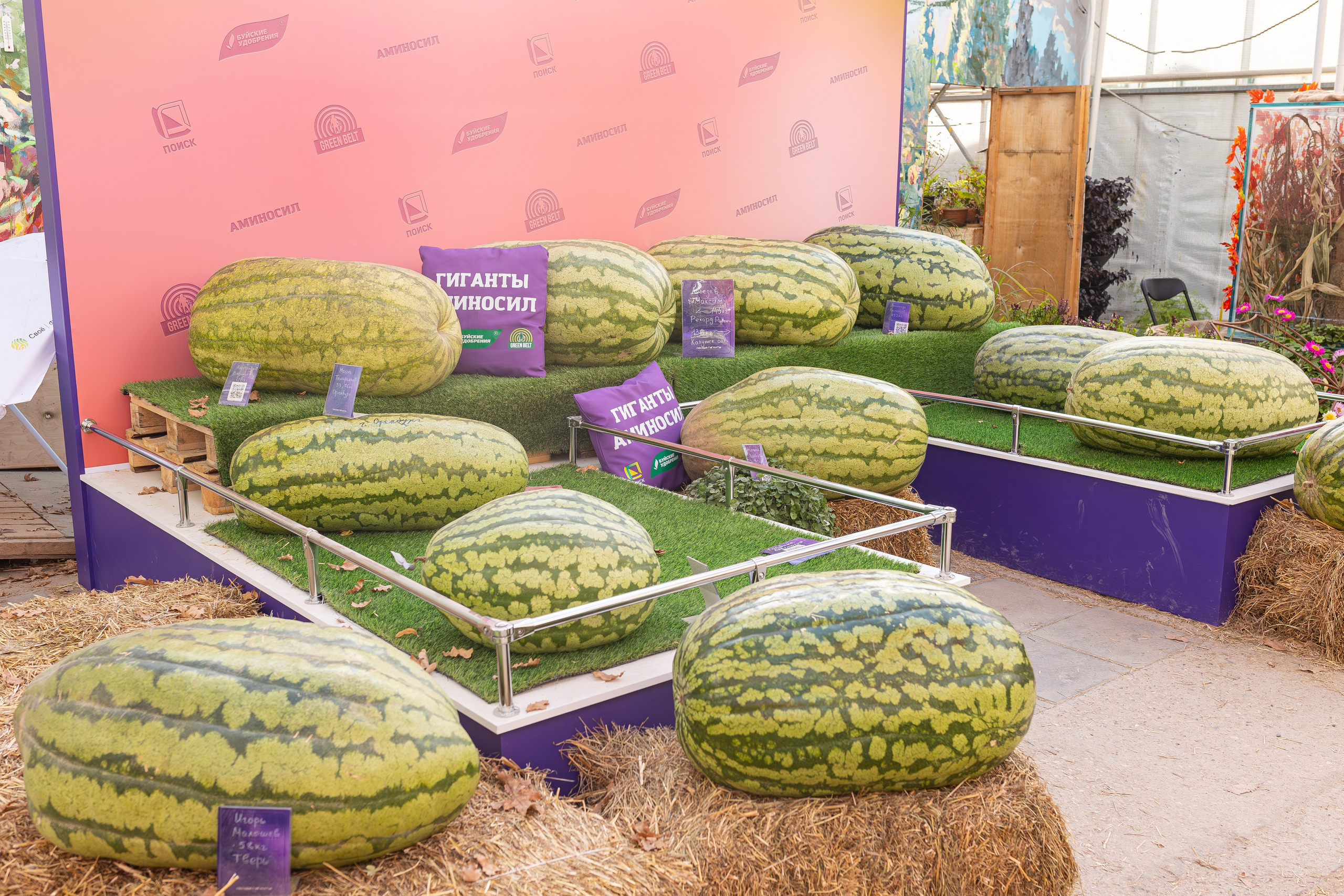 Овощи-гиганты. Александра Куликова фотограф, Москва