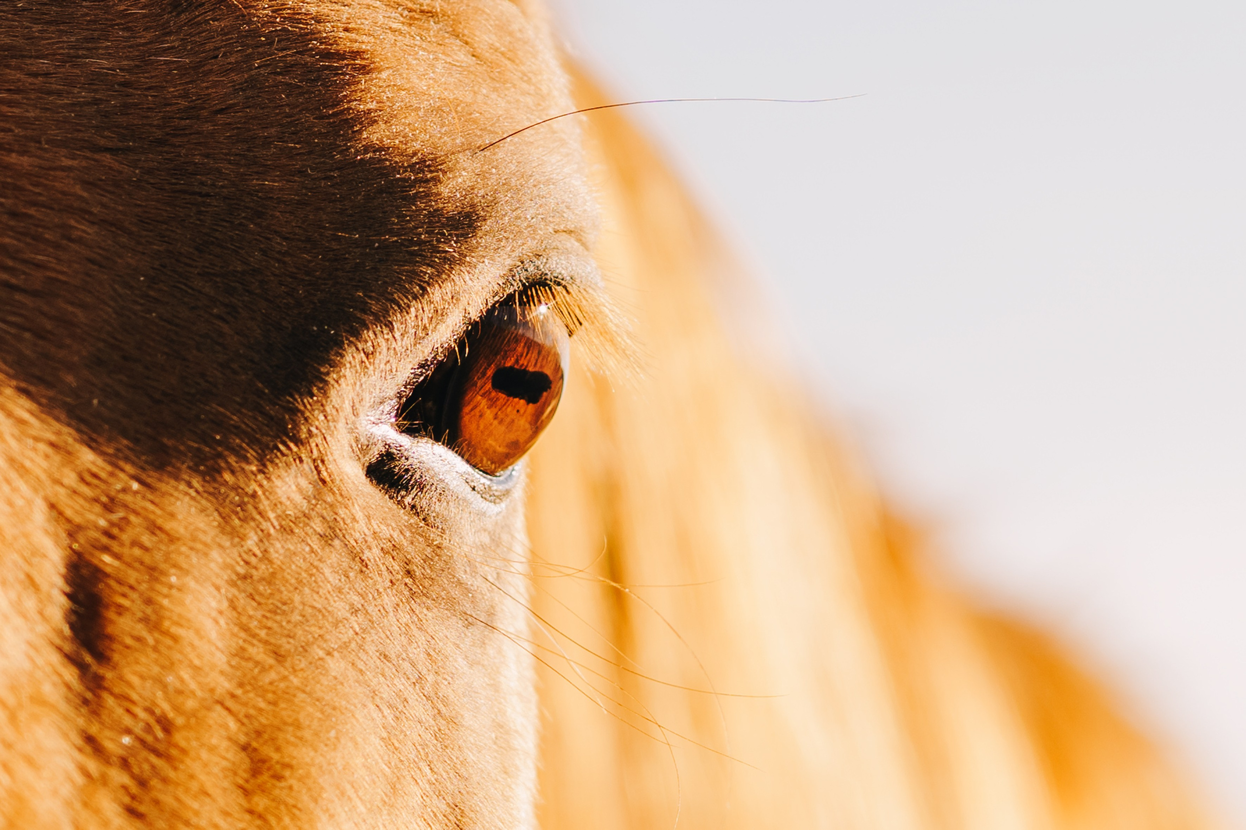 Life with horse. Saamill