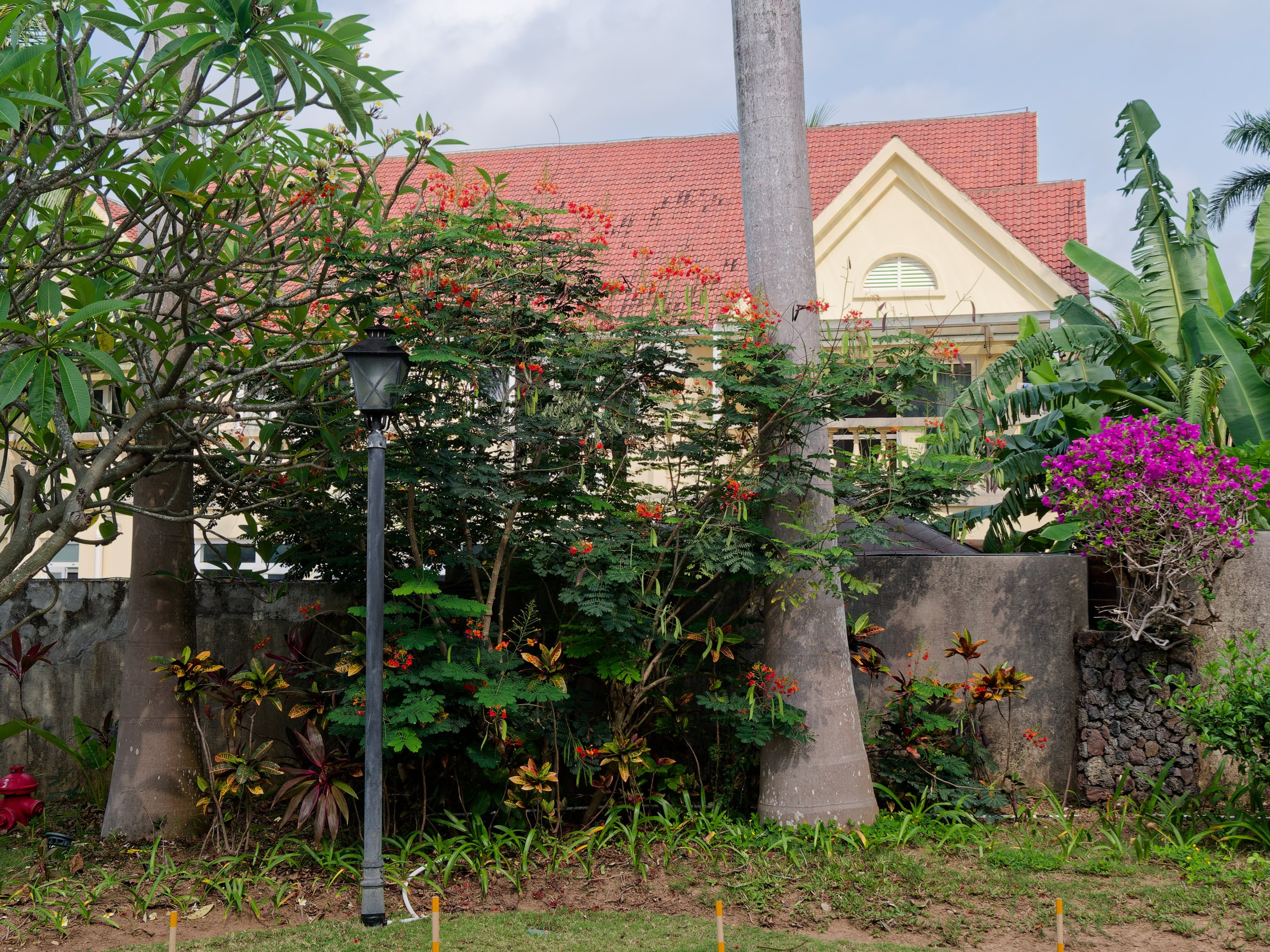 Хайнань 2026, флора, цветы и деревья. Фотопрогулки по Миру