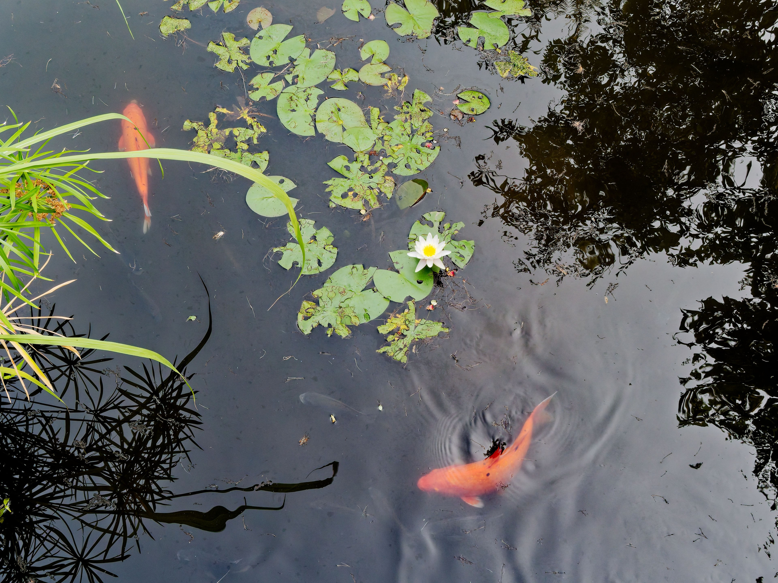 Хайнань 2026, Золотые рыбки в реке отеля. Фотопрогулки по Миру