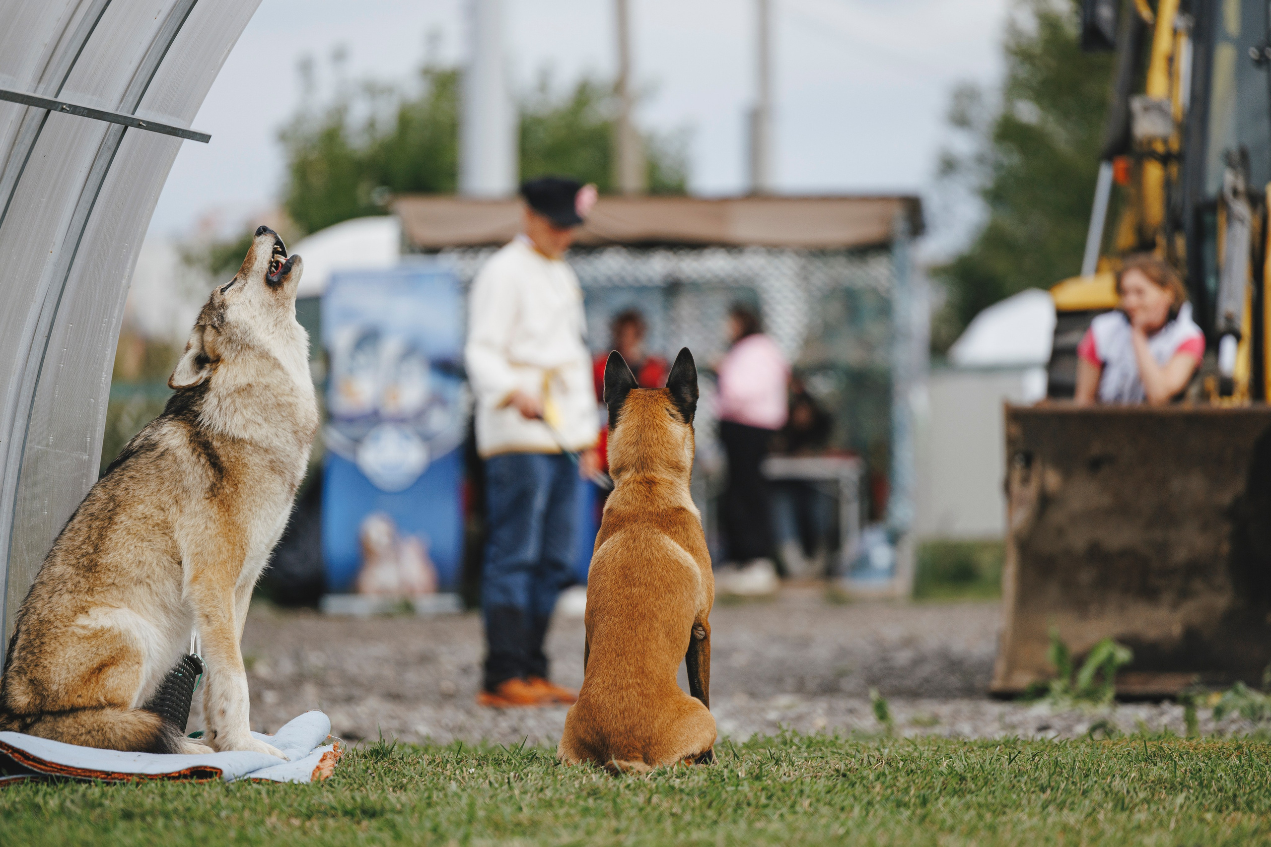 08.08.25-10.08.25 ЧР по мондьорингу г. Вологда. Фотограф-анималист Анна Маринич