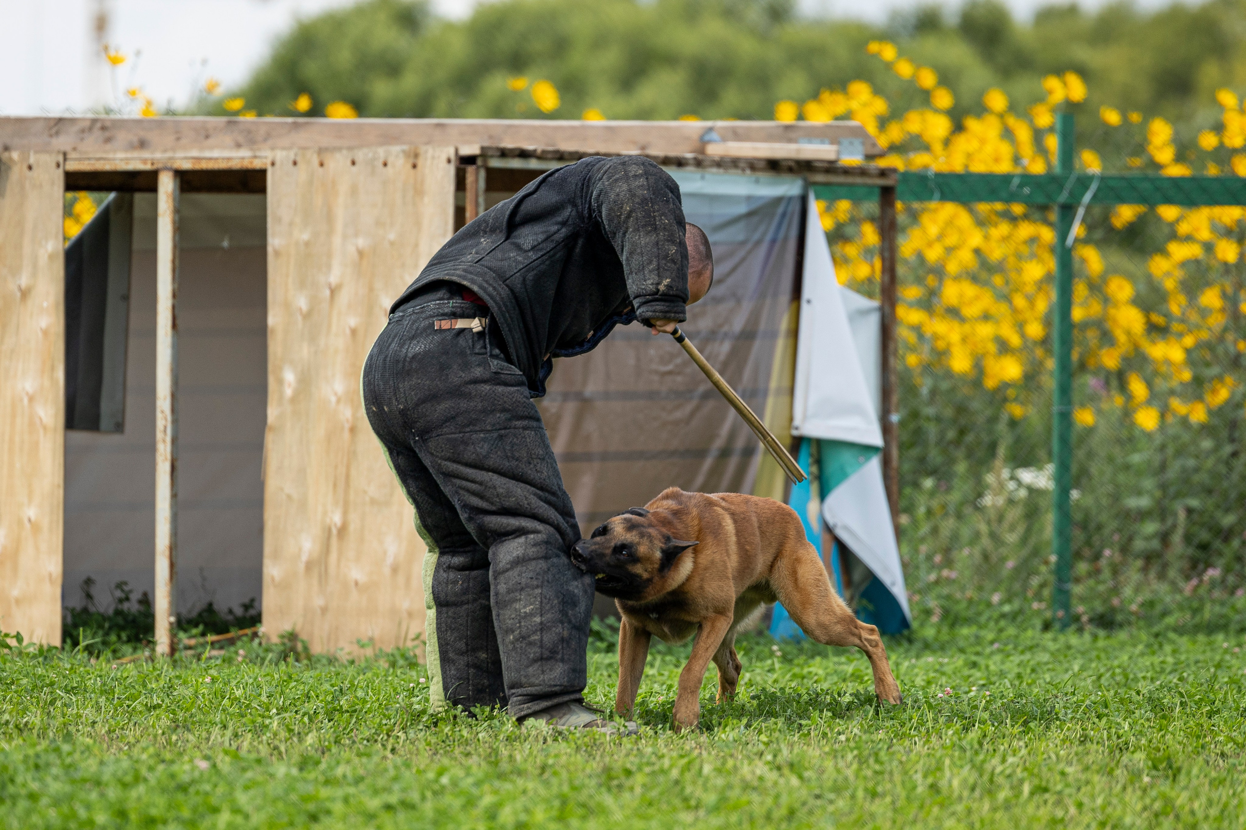 Соревнования по Мондьорингу г. Вологда 10-11.08.2024. Фотограф-анималист Анна Маринич