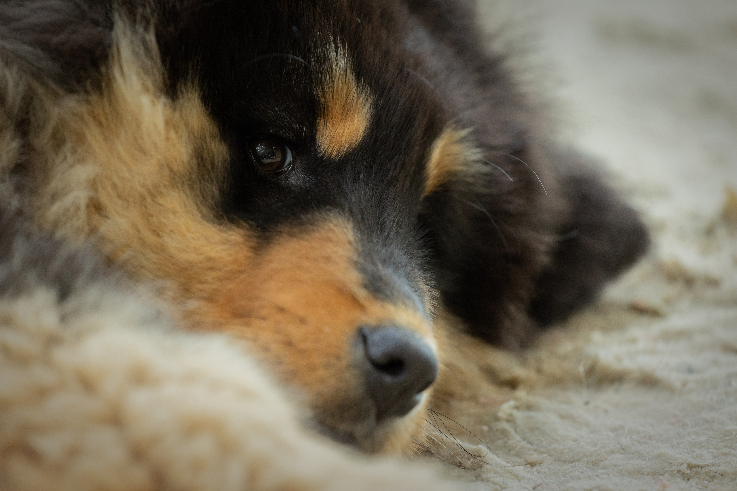 Моно Монгол Банхаров. Иркутск 2025. Фотограф-анималист|Иркутск