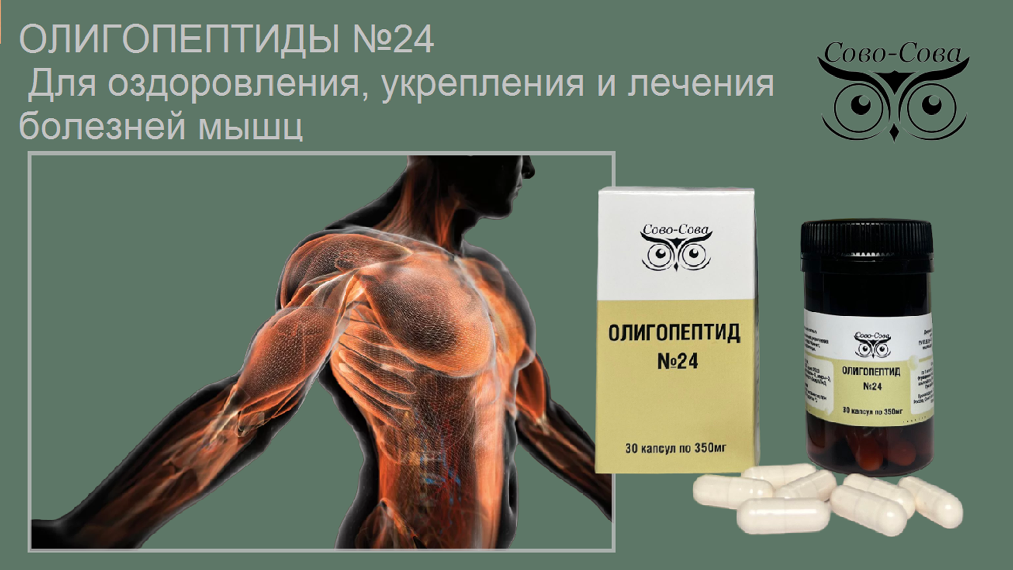 Олигопептид № 24 — Для оздоровления, укрепления и лечения болезней мышц