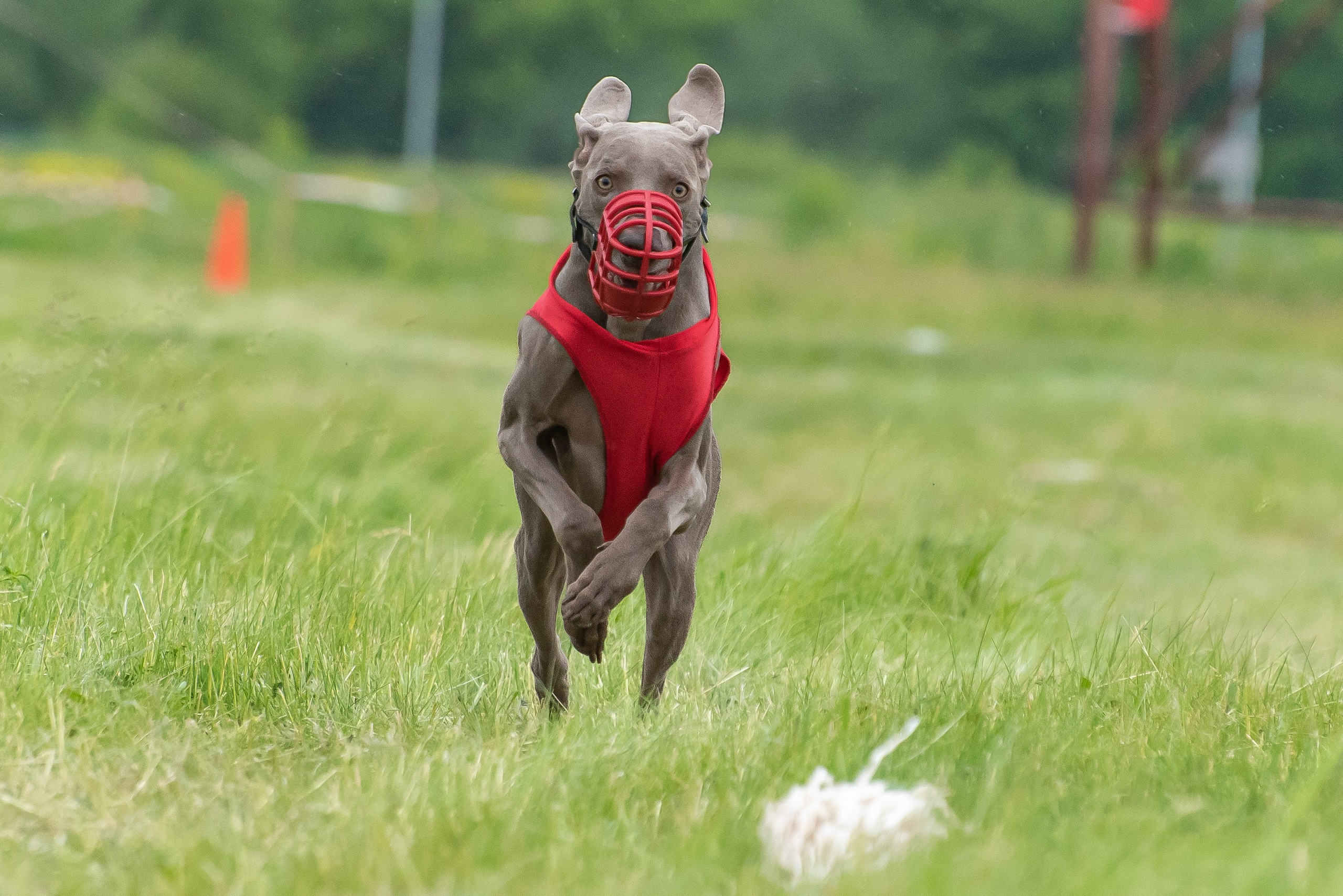 Спортивный фотограф анималист курсинг. Фотограф Макс Огурцов в Нижнем Новгороде