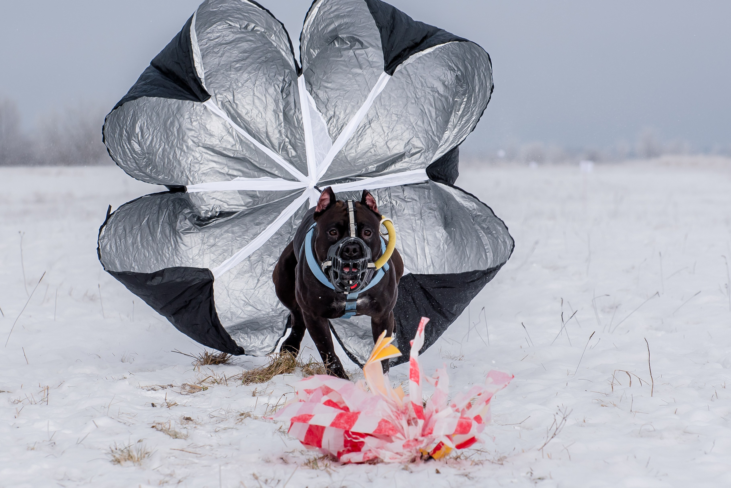 Бега за механической приманкой (Курсинг). Фотограф Макс Огурцов в Нижнем Новгороде