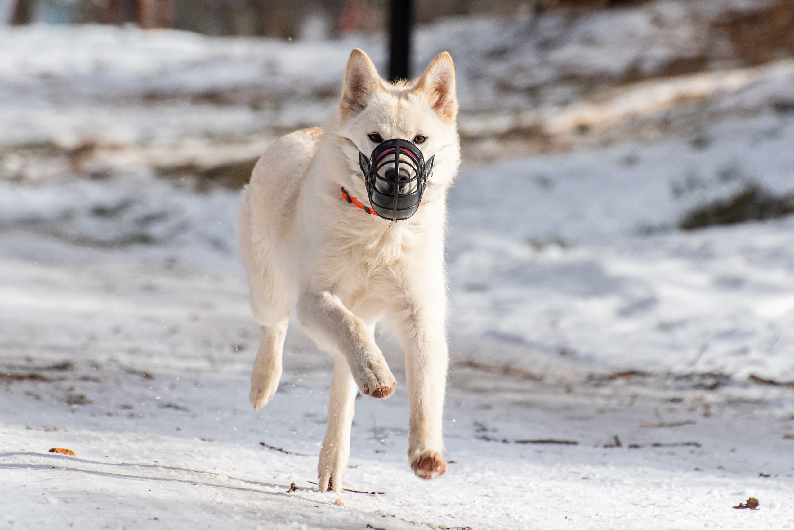 Фотосъёмка с собаками в Кинологическом лагере. Фотограф Макс Огурцов в Нижнем Новгороде