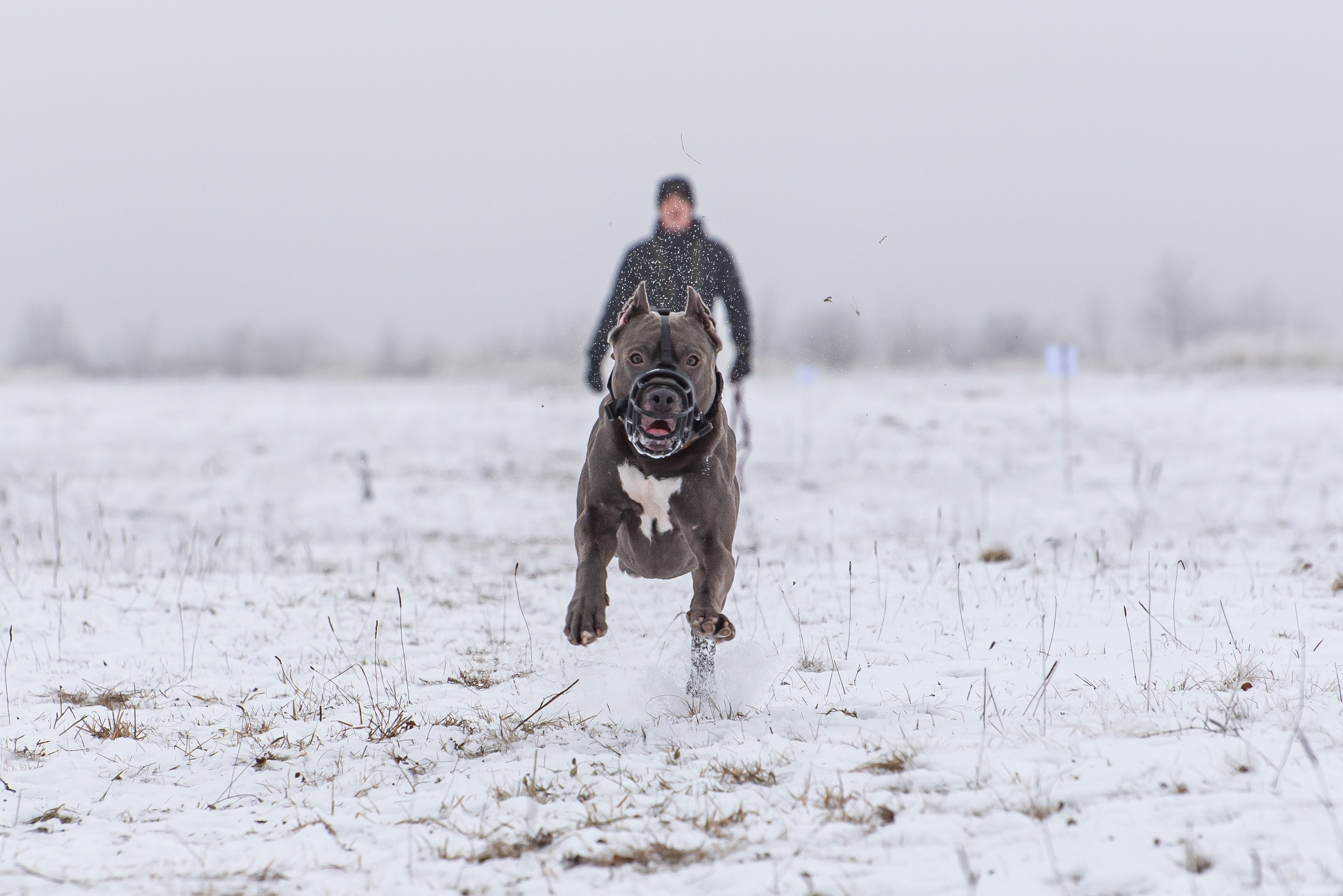 Бега за механической приманкой (Курсинг). Фотограф Макс Огурцов в Нижнем Новгороде