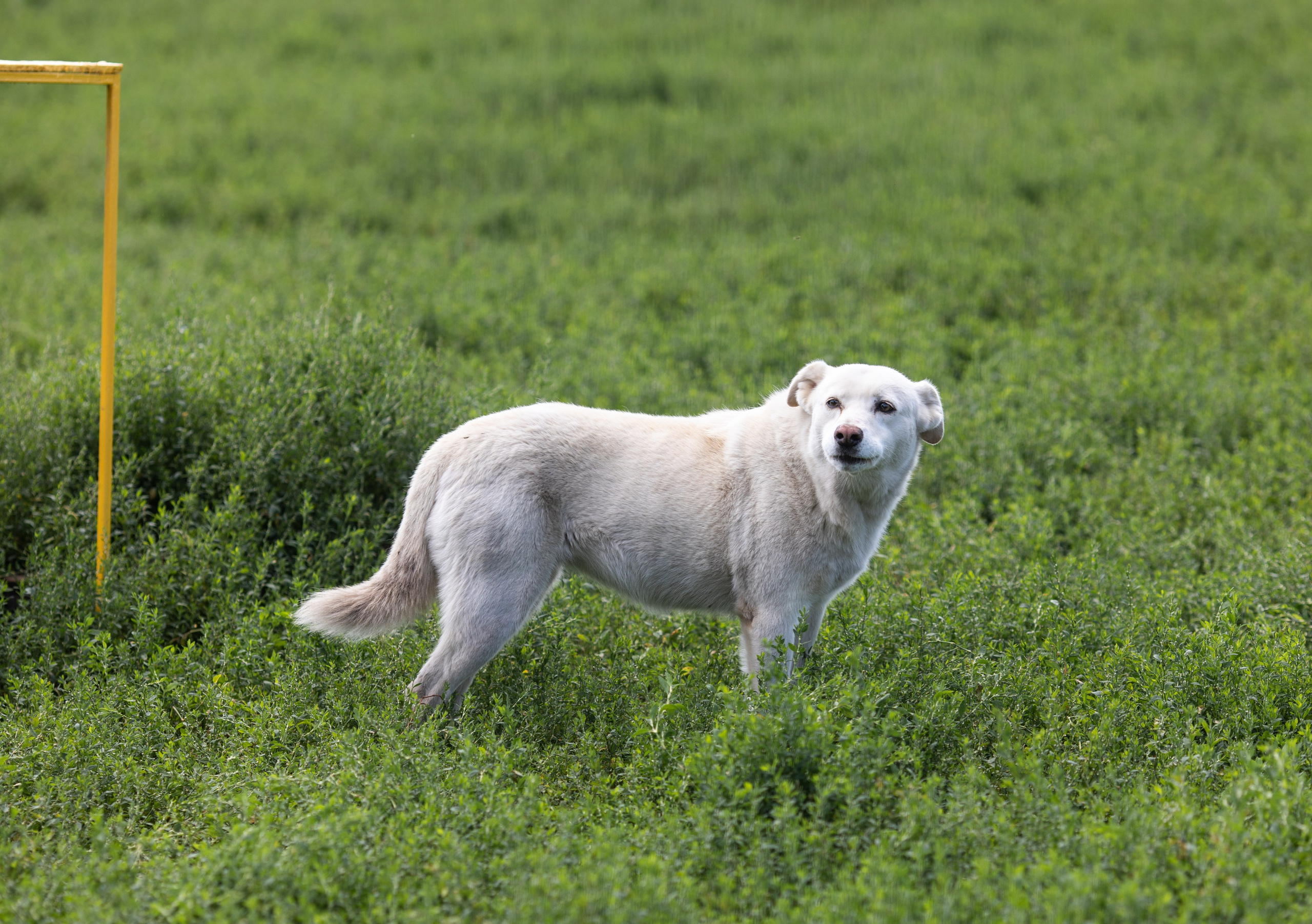 Приют — Наш дом. Репортажный и свадебный фотограф в Челябинске Елисеев Павел