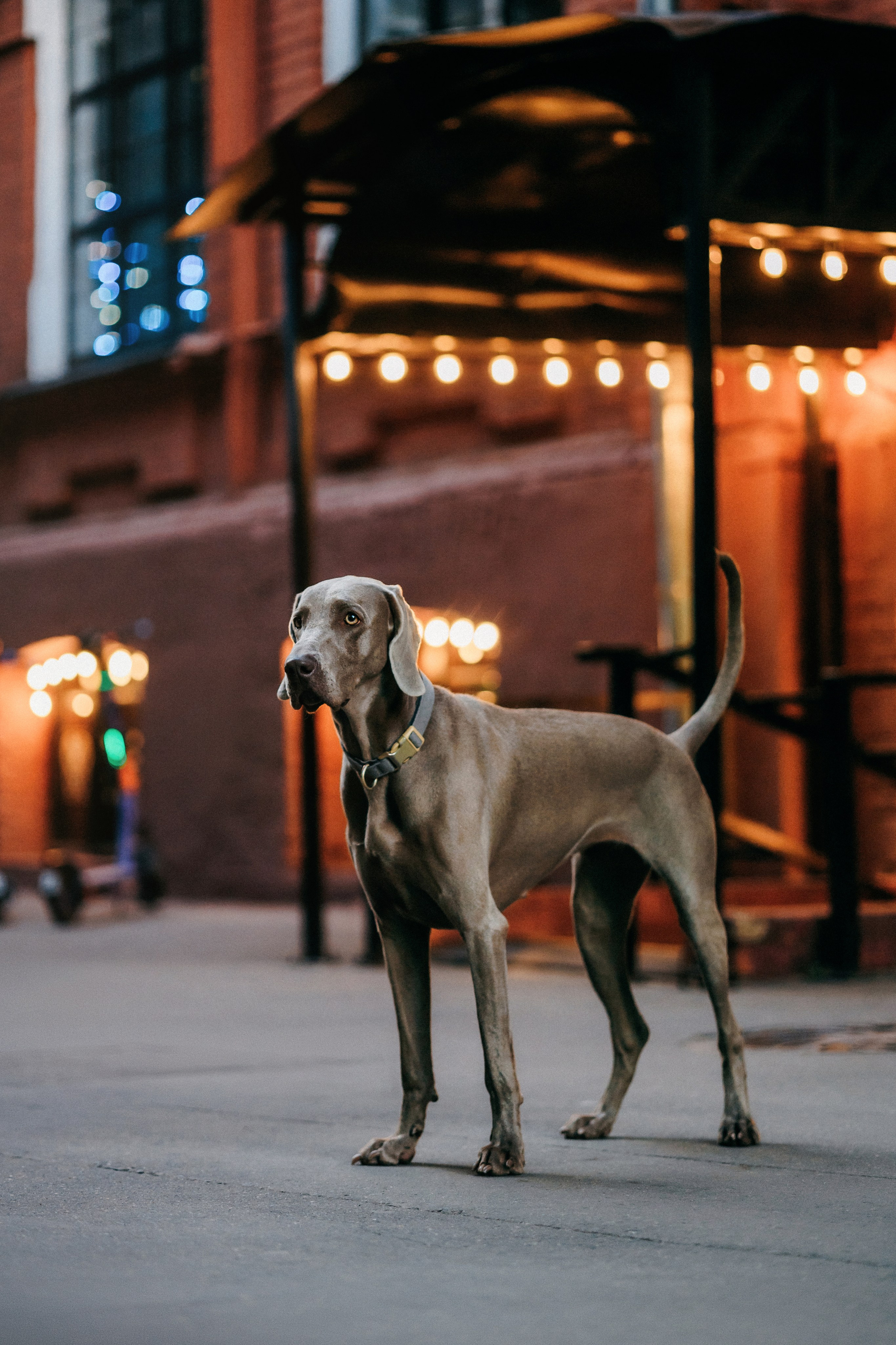 Соня и Майли. Фотограф-анималист Елена Радченко, Москва