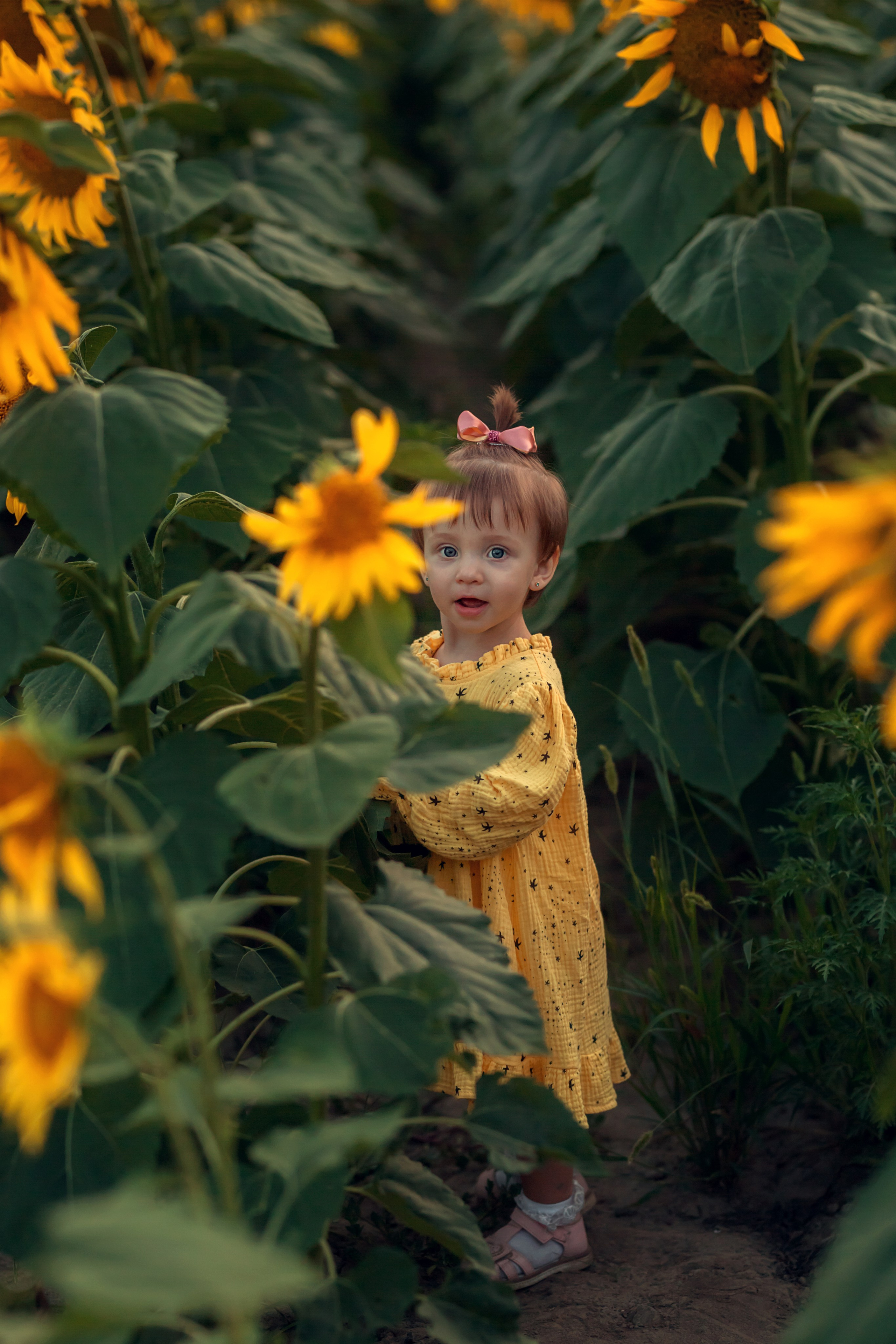 Подсолнухи. Семейный и детский фотограф Екатерина Савёлова