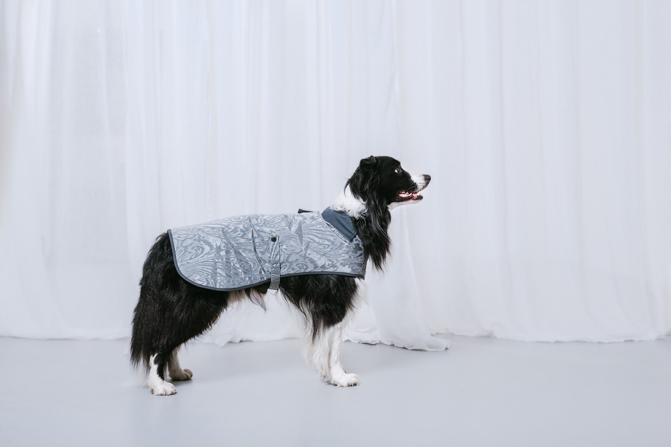 Съемка для бренда TEDDYBOY. Фотограф-анималист Татьяна Степанова