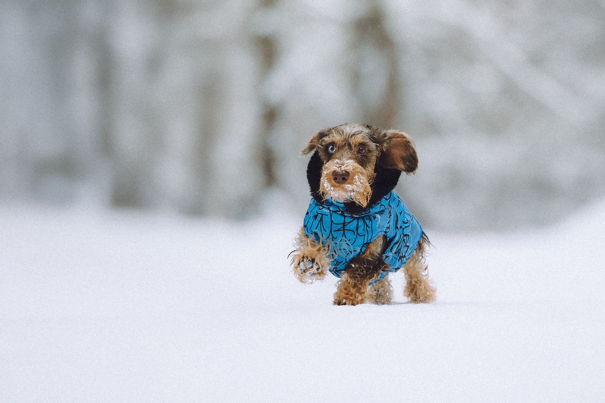 Каспер и его семья